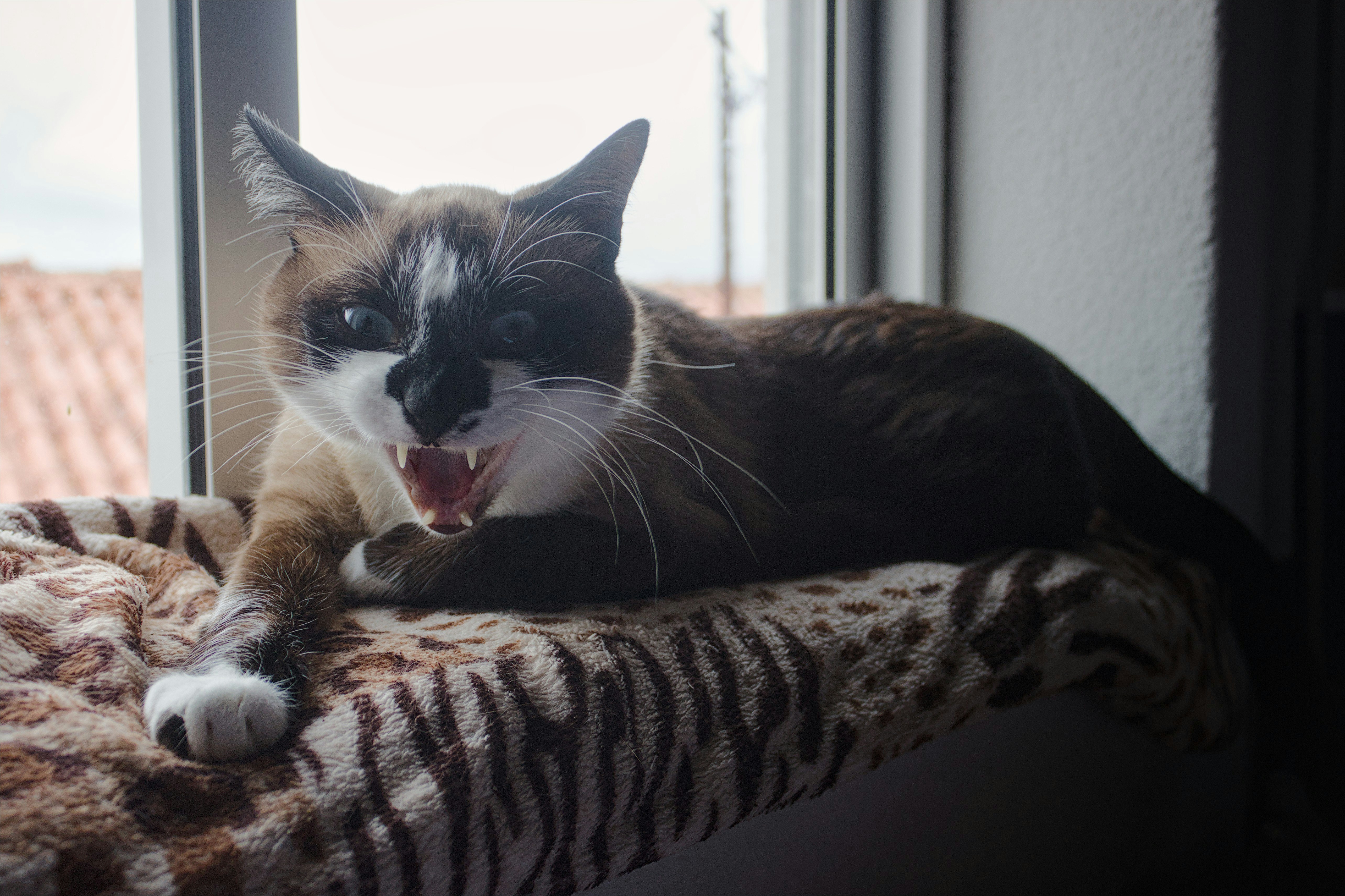 A Siamese cat with an open mouth on a patterned blanket by a window
