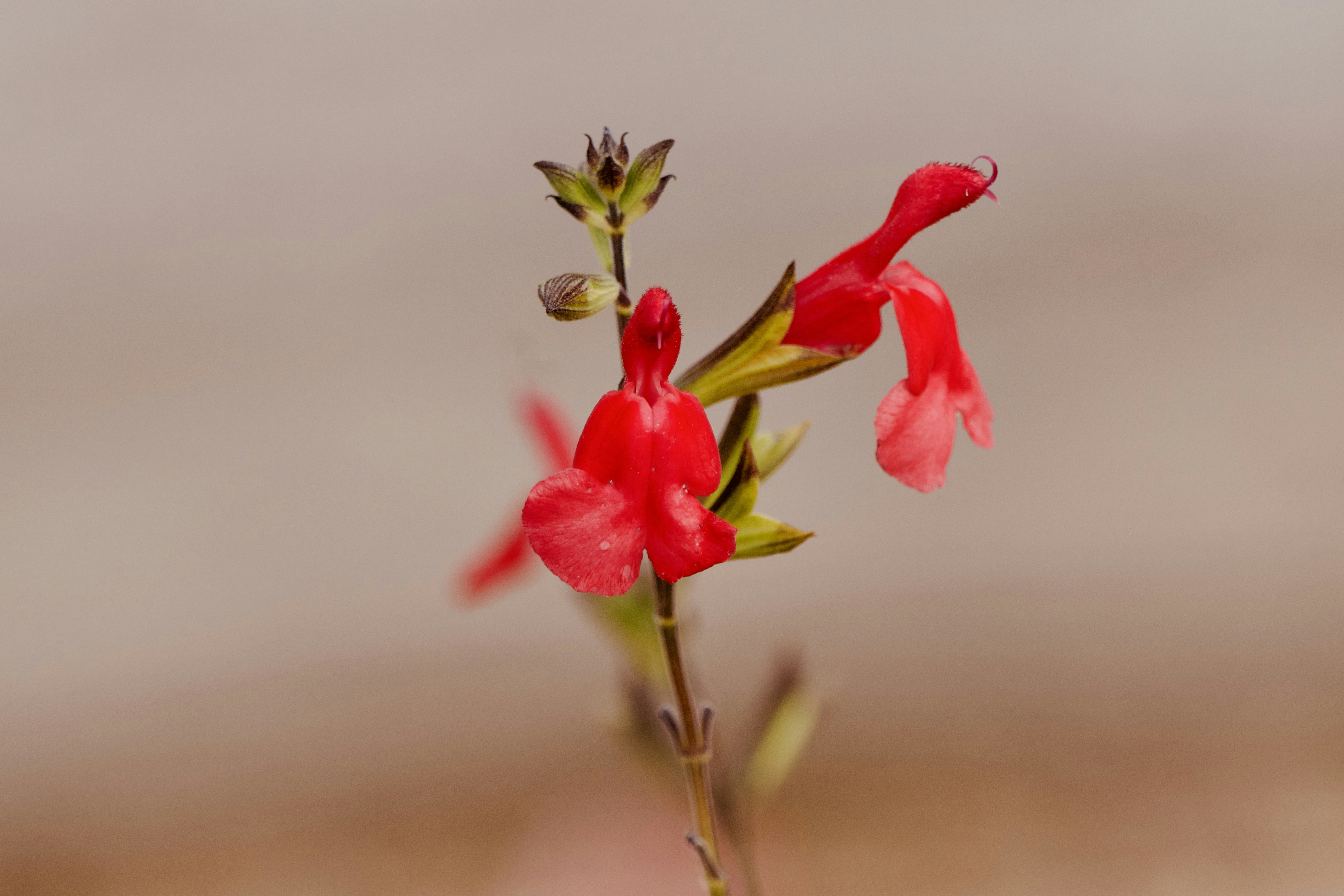 Bright red salvia flowers on a thin green stem against a blurred background