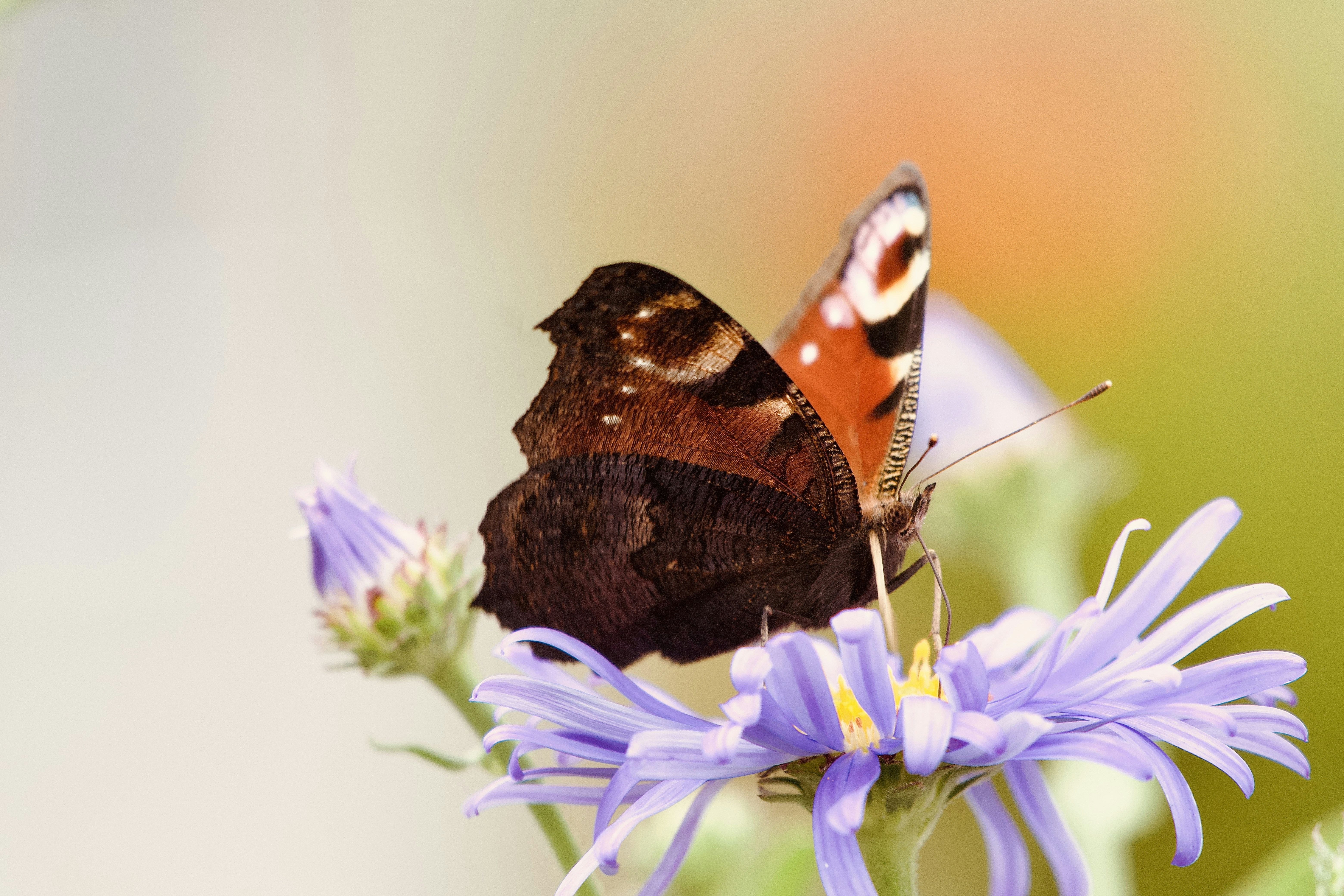 A peacock butterfly with patterned wings resting on a purple aster flower