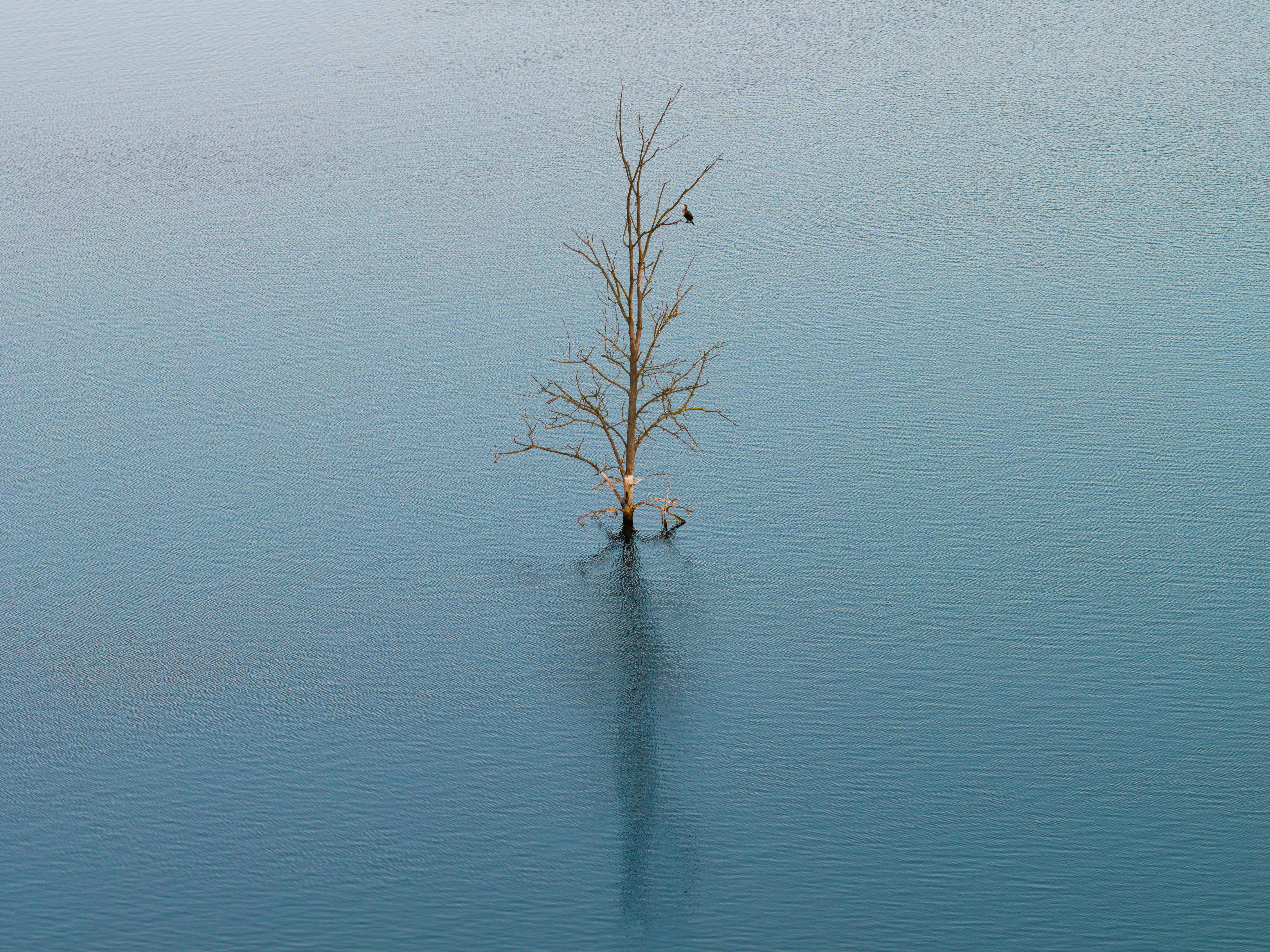 A solitary, leafless tree stands upright in calm blue water, its reflection creating a vertical mirror. This scene emphasizes isolation and minimalist nature, captured as a still-life-like landscape.