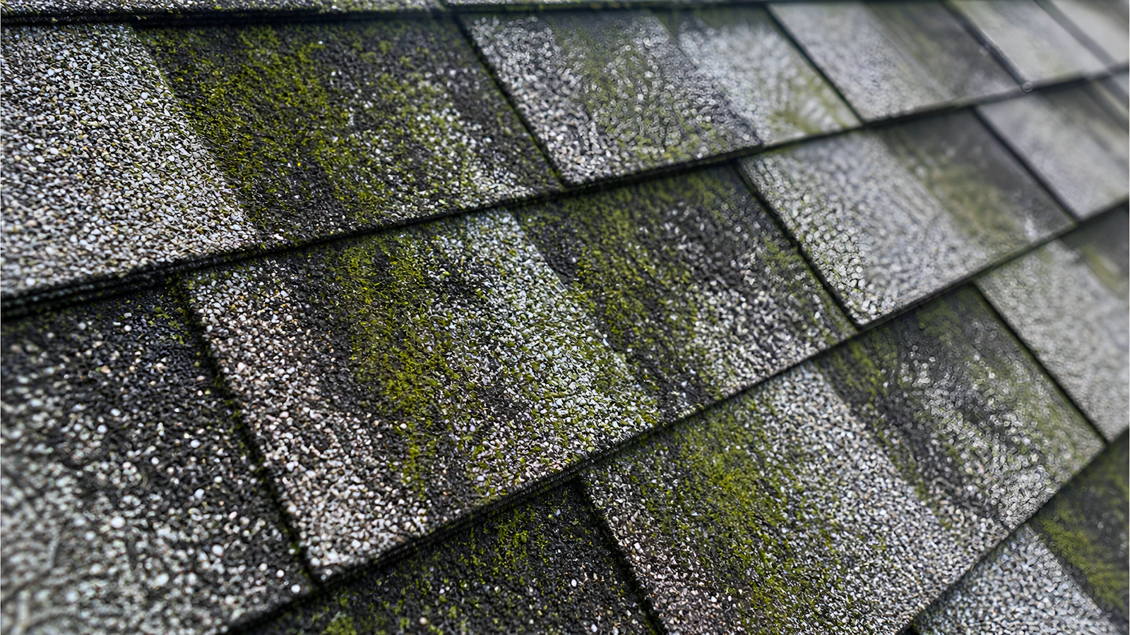 Roof shingles covered with patches of green moss