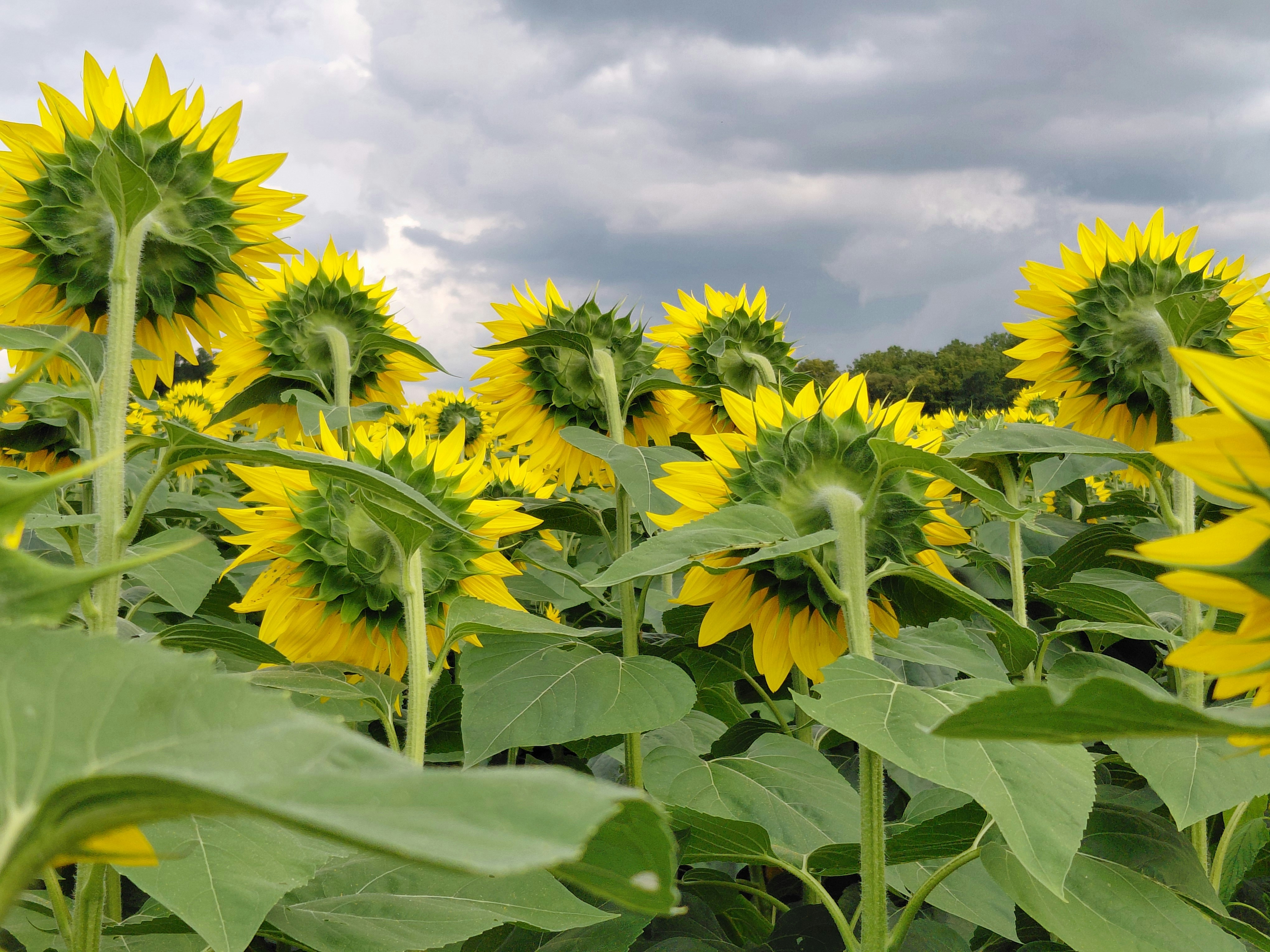 Sonnenblumen, die vom Betrachter abgewandt in einem Feld unter bewölktem Himmel stehen
