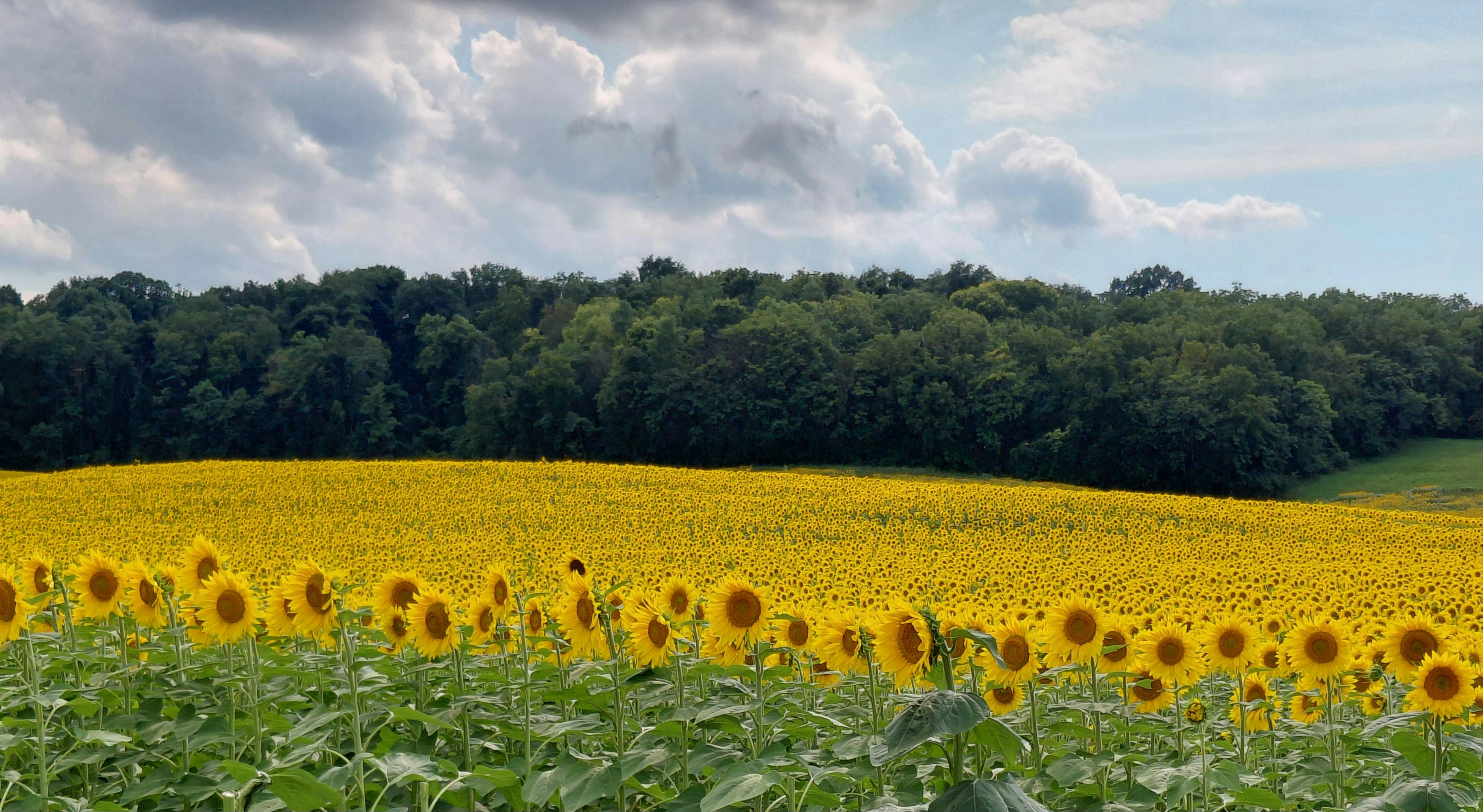 Ein weites Feld gelber Sonnenblumen unter einem wolkigen Himmel mit waldlichem Hintergrund