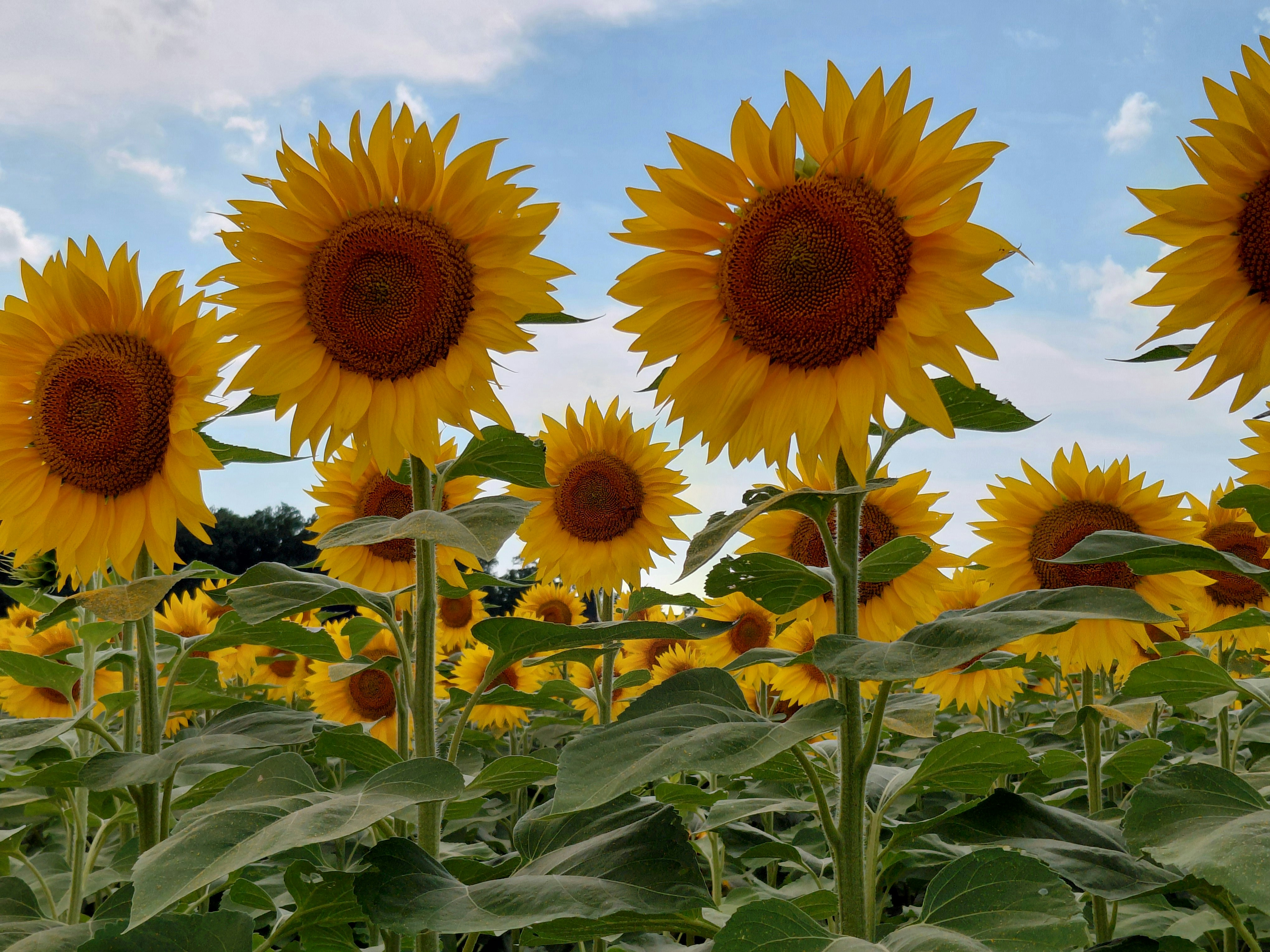 Ein Feld aus leuchtend gelben Sonnenblumen unter blauem Himmel mit leichten Wolken