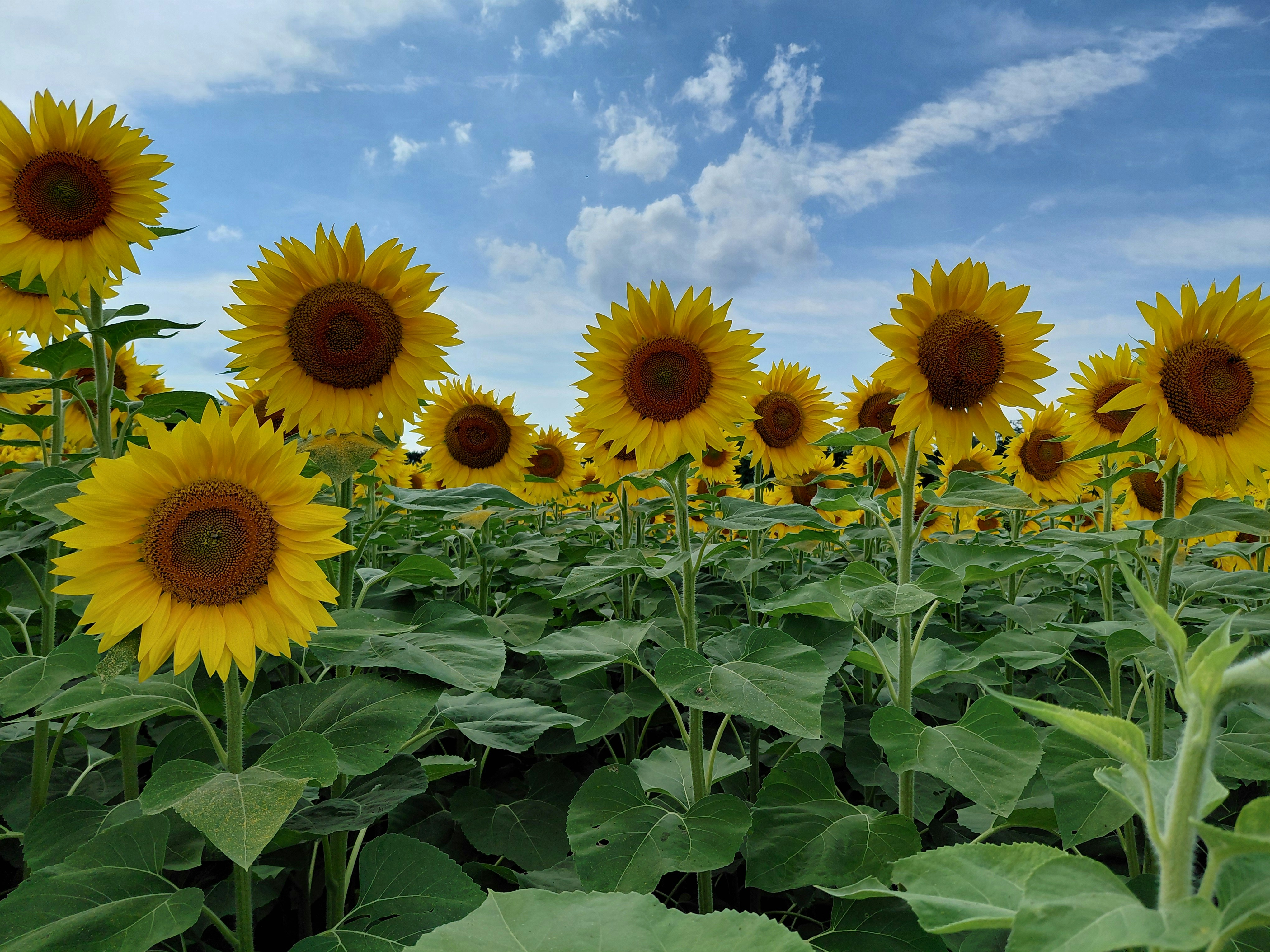Ein Feld aus leuchtend gelben Sonnenblumen unter blauem Himmel mit weißen Wolken