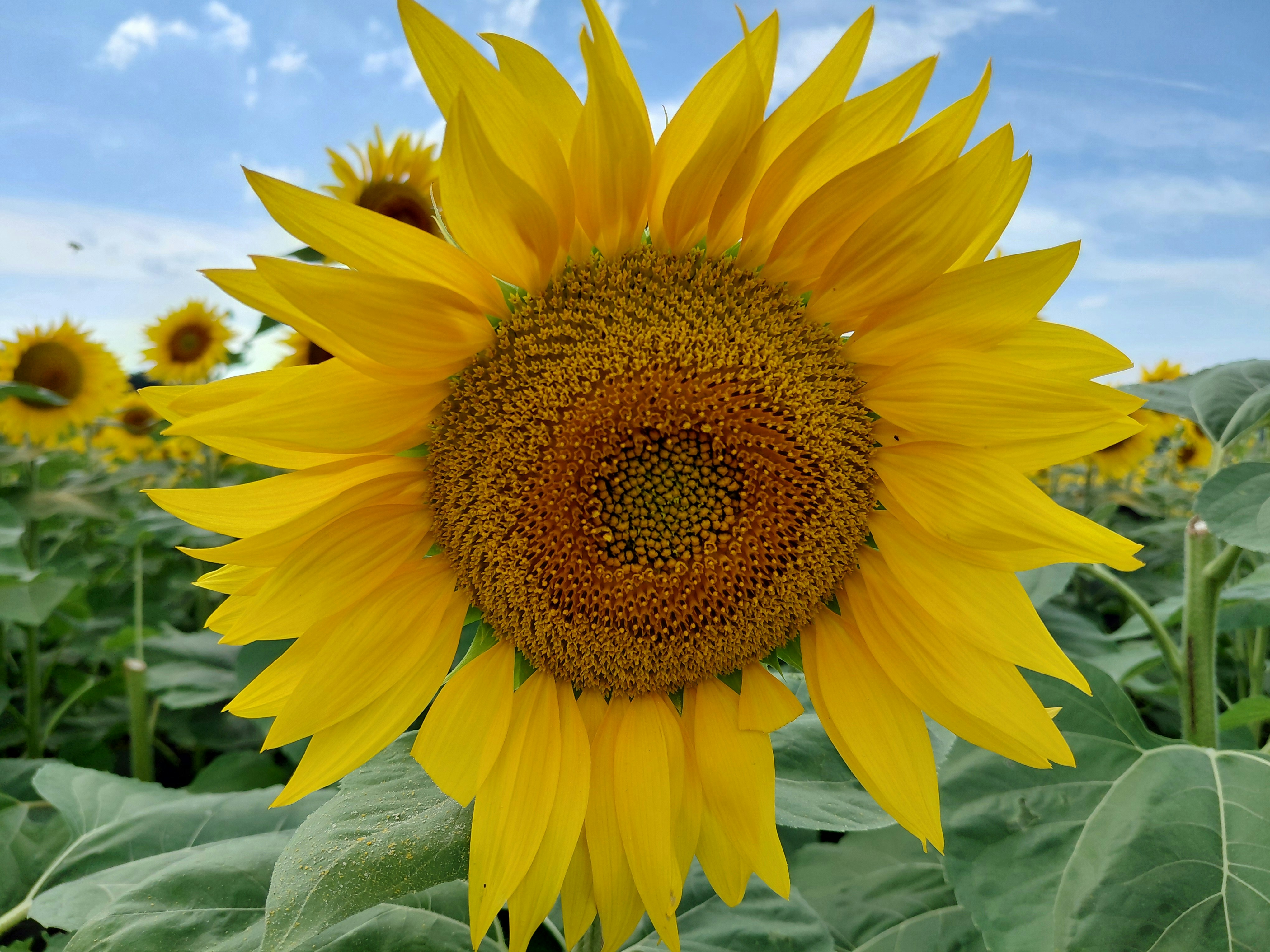 Eine leuchtend gelbe Sonnenblume auf einem Feld unter klarem blauen Himmel