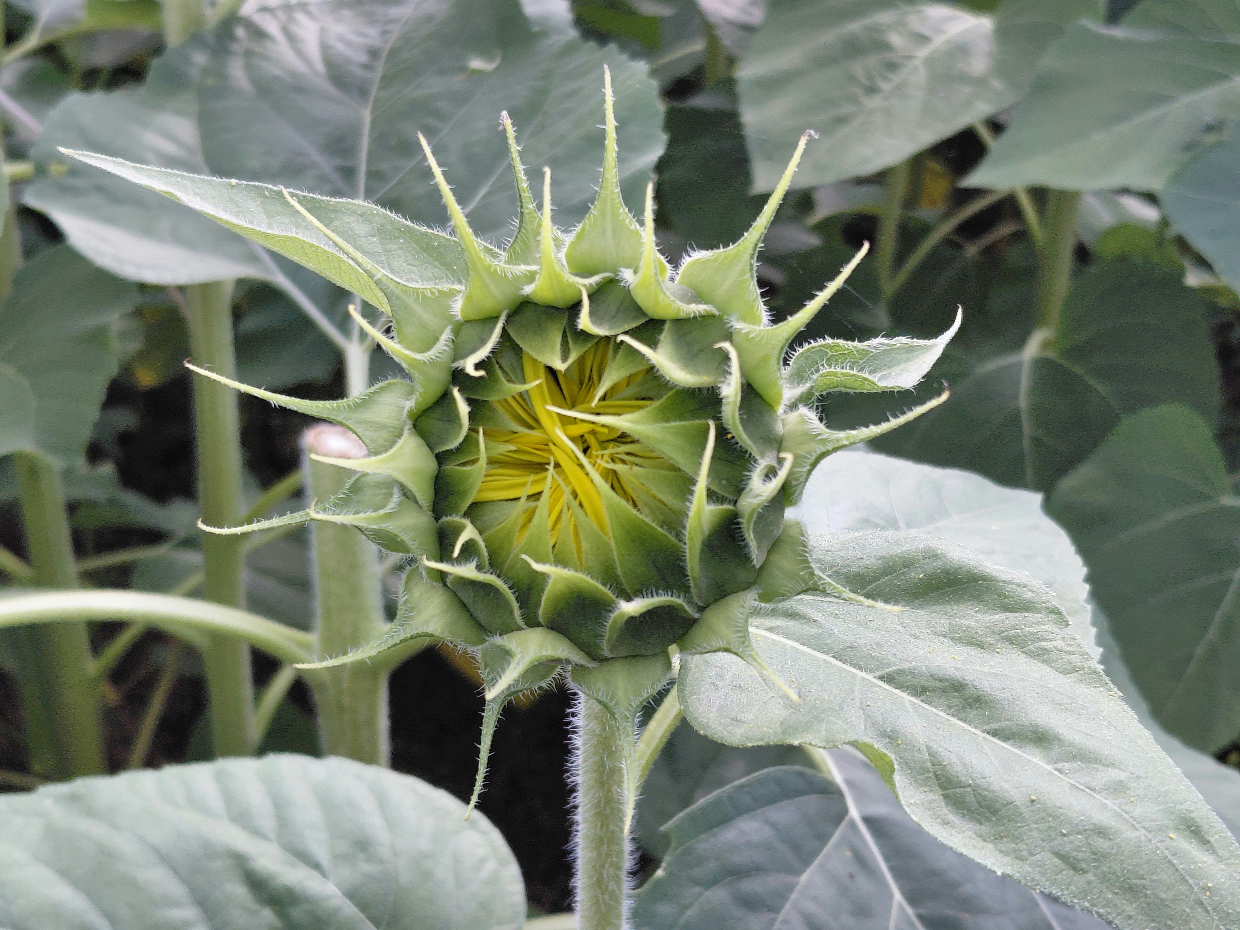 Eine Sonnenblutenknospe mit grünen Kelchblättern und gelben Blütenblättern im Garten