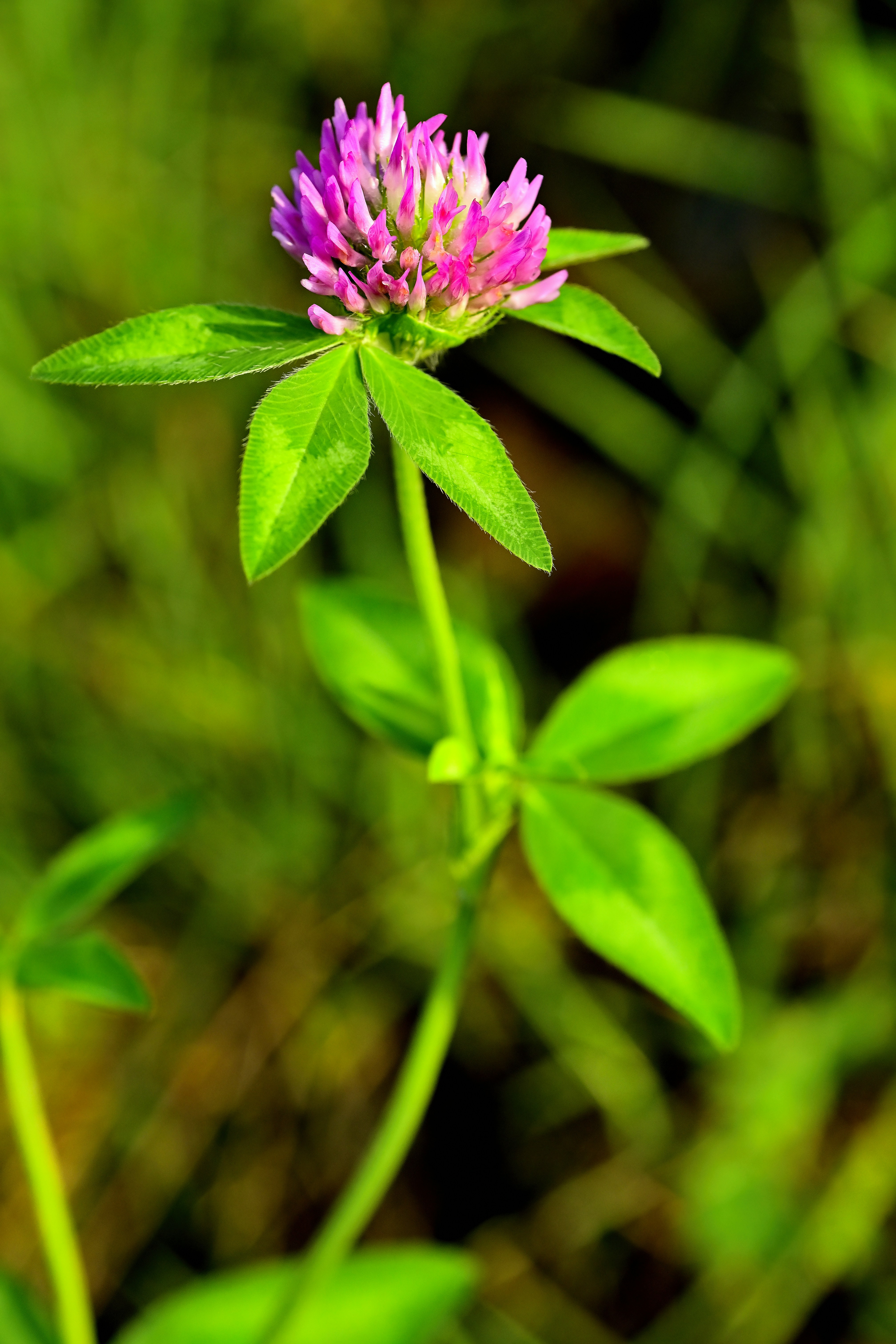 Eine leuchtend rosa Kleeblattblume, die an einem grünen Stängel auf einer Wiese blüht