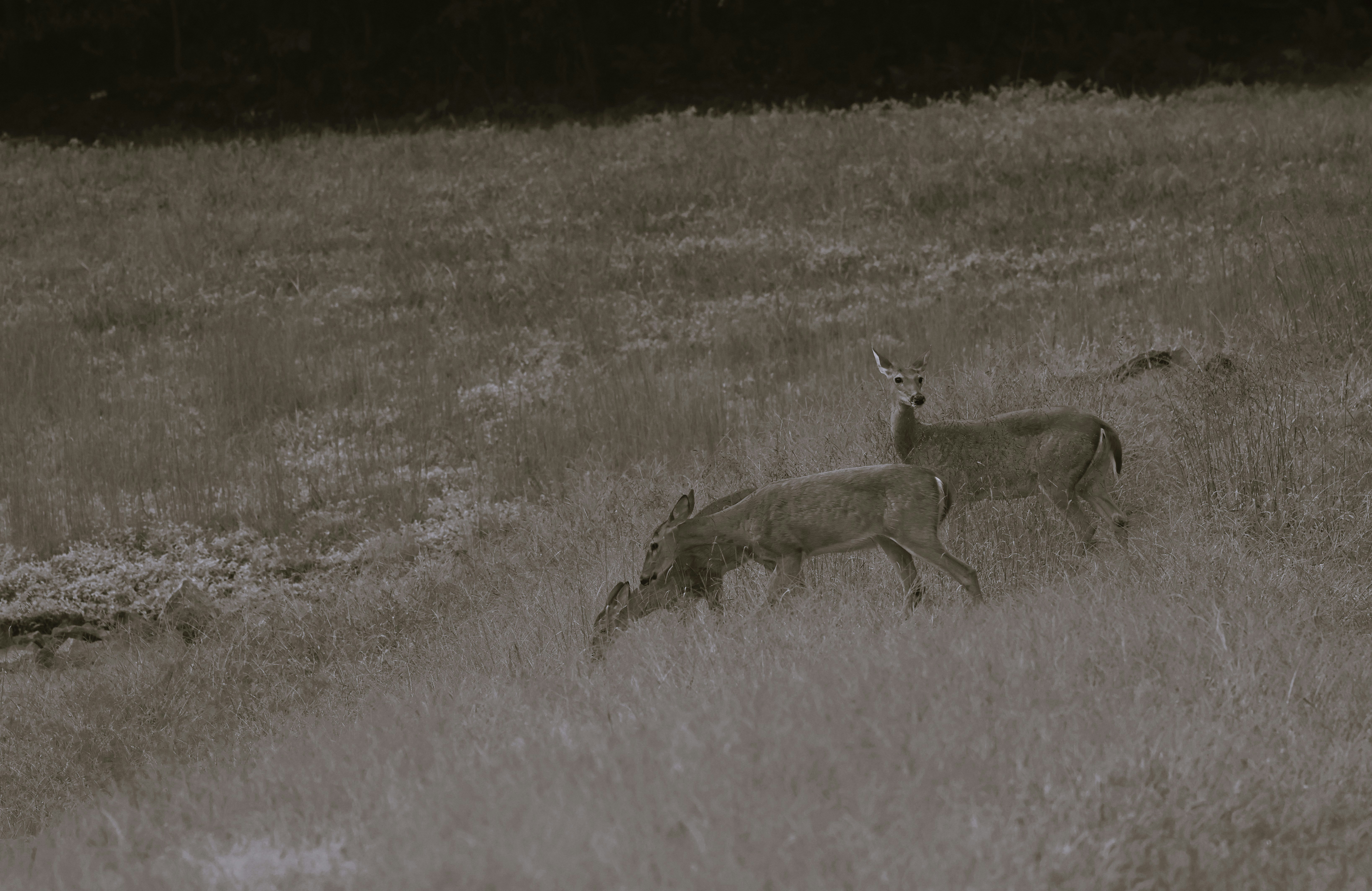 Three deer grazing in a grassy field at the edge of a forest