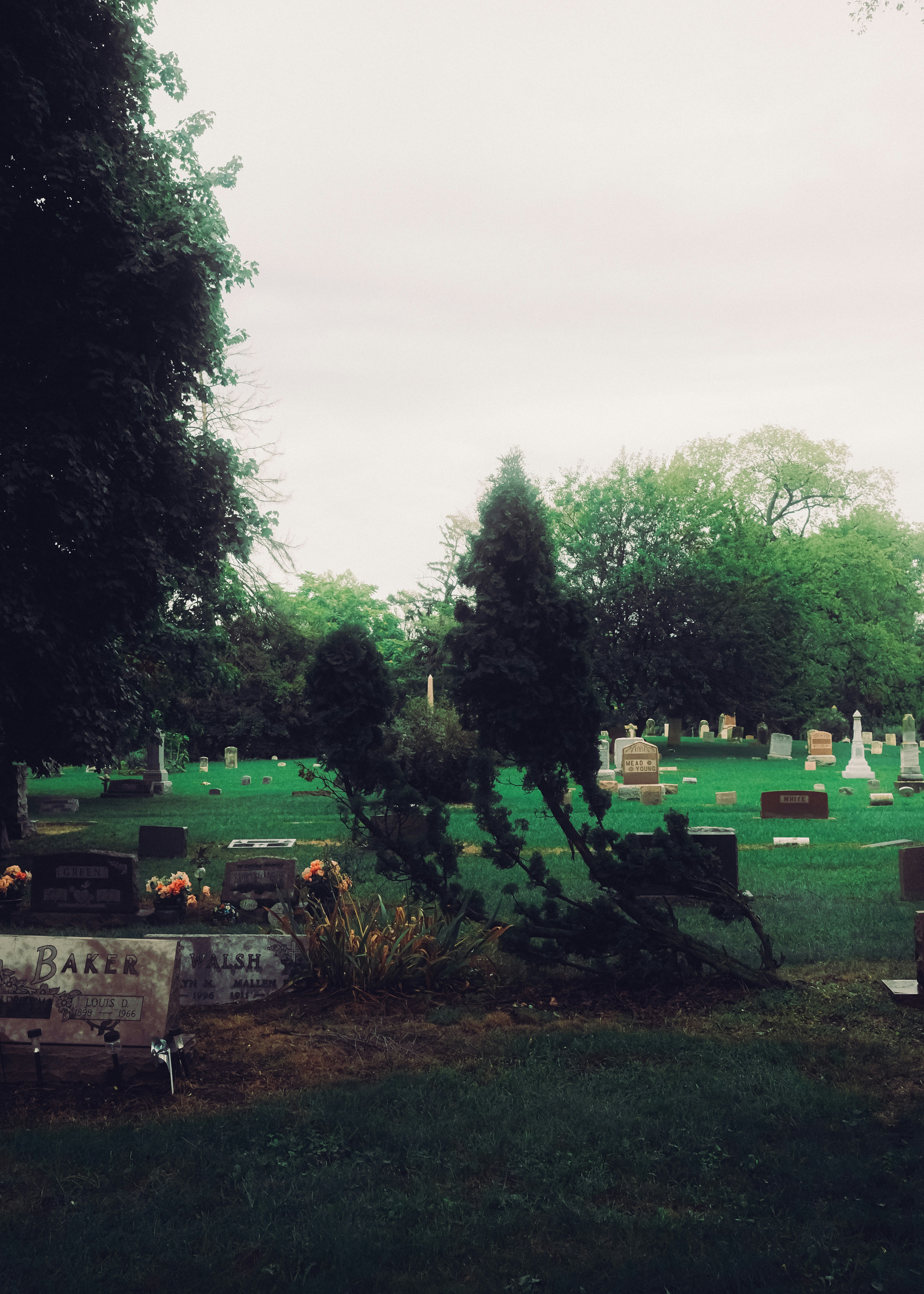 Headstones and a small evergreen tree in a green cemetery under an overcast sky