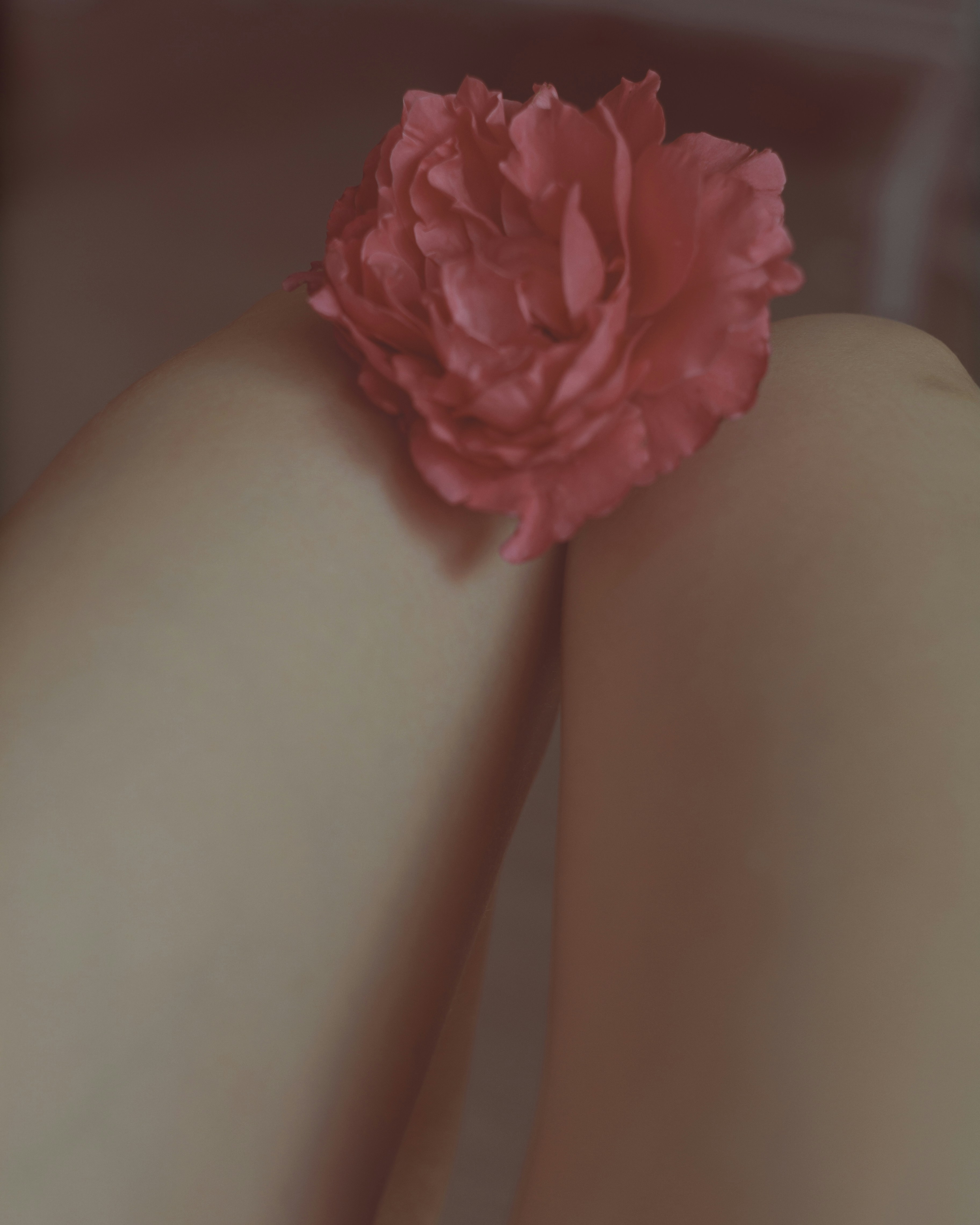 A pink peony flower resting between two smooth human legs