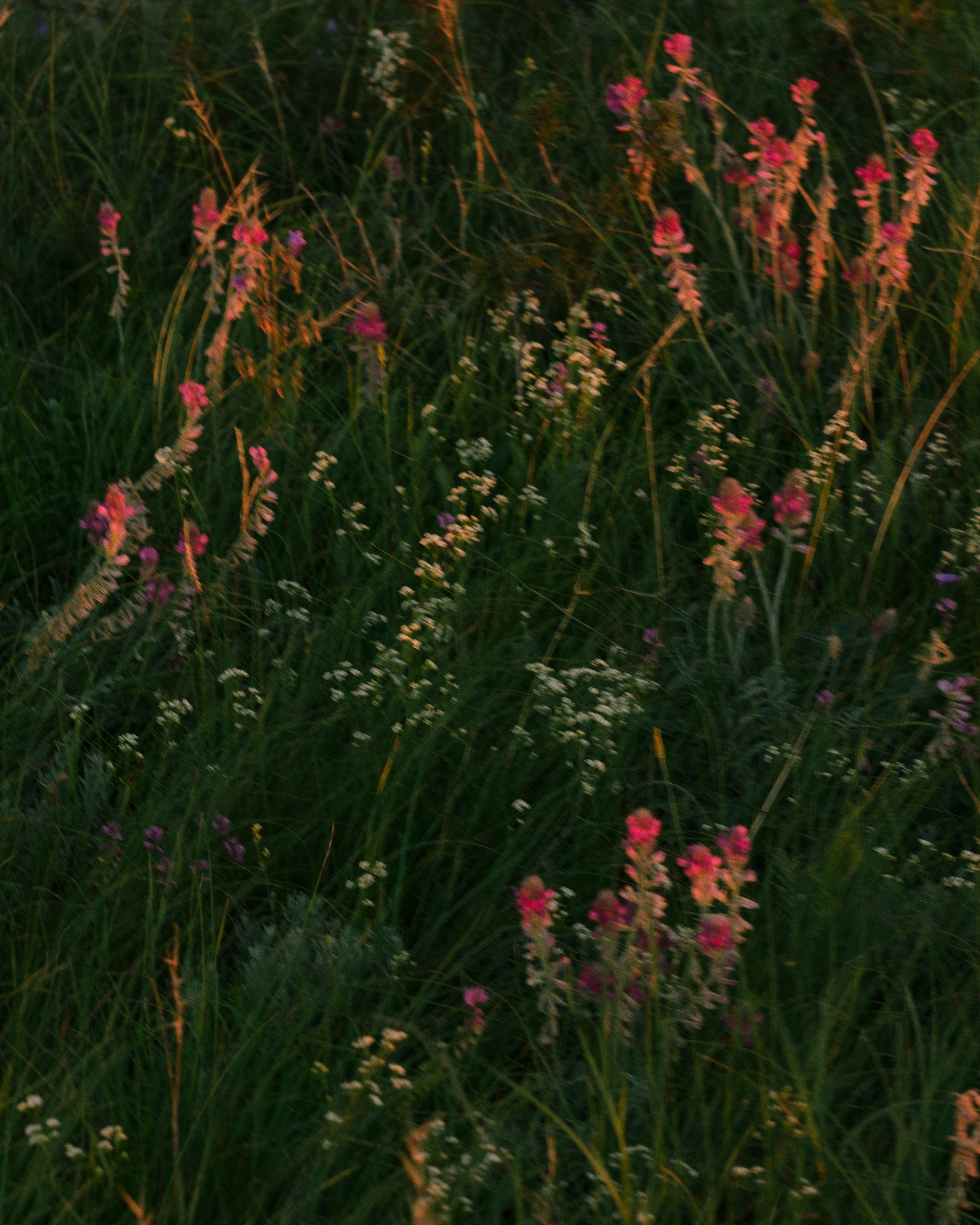 Pink Indian paintbrush flowers and small white wildflowers in a grassy meadow