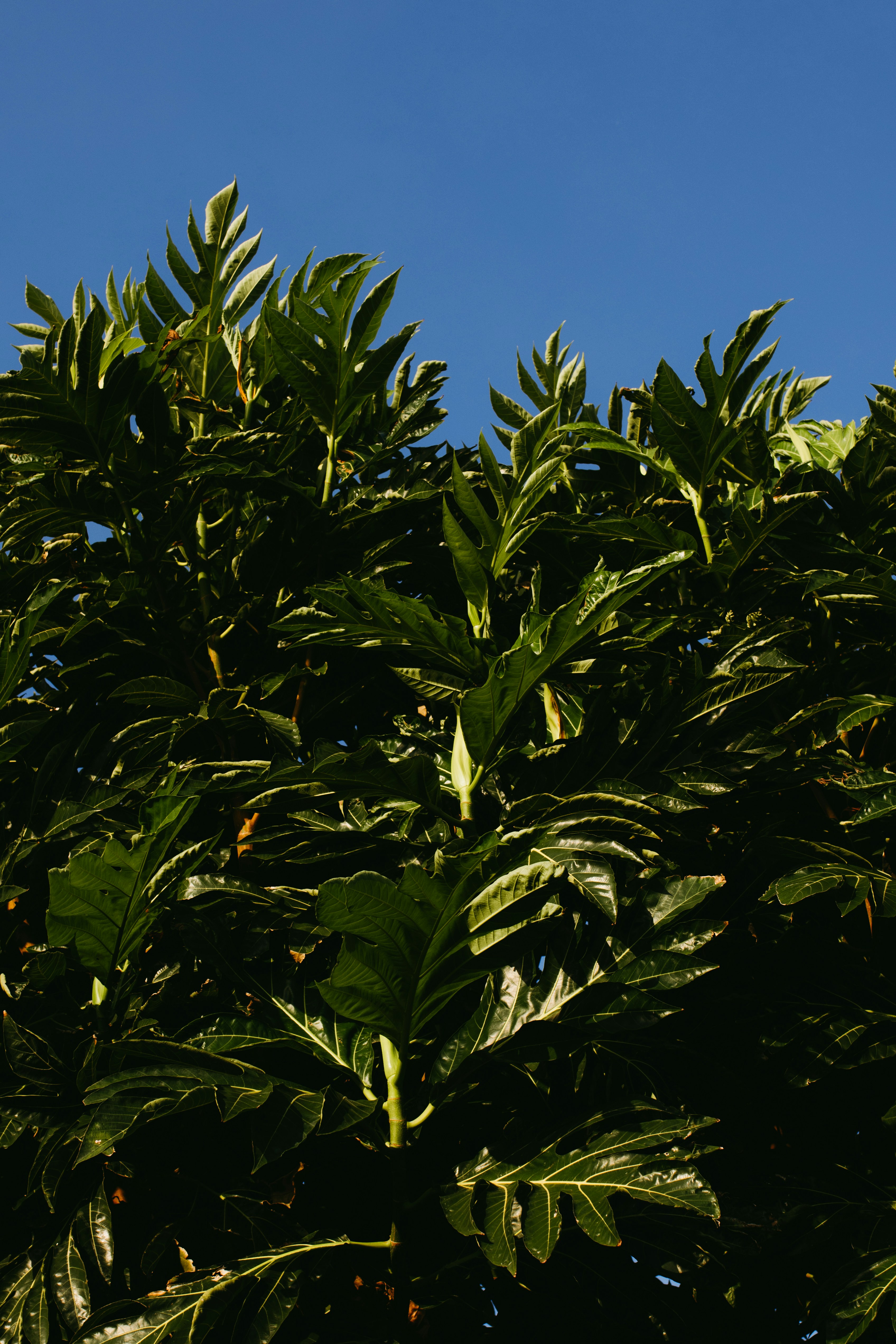 Hojas de fruta del pan verde intenso que se alzan hacia un cielo azul claro