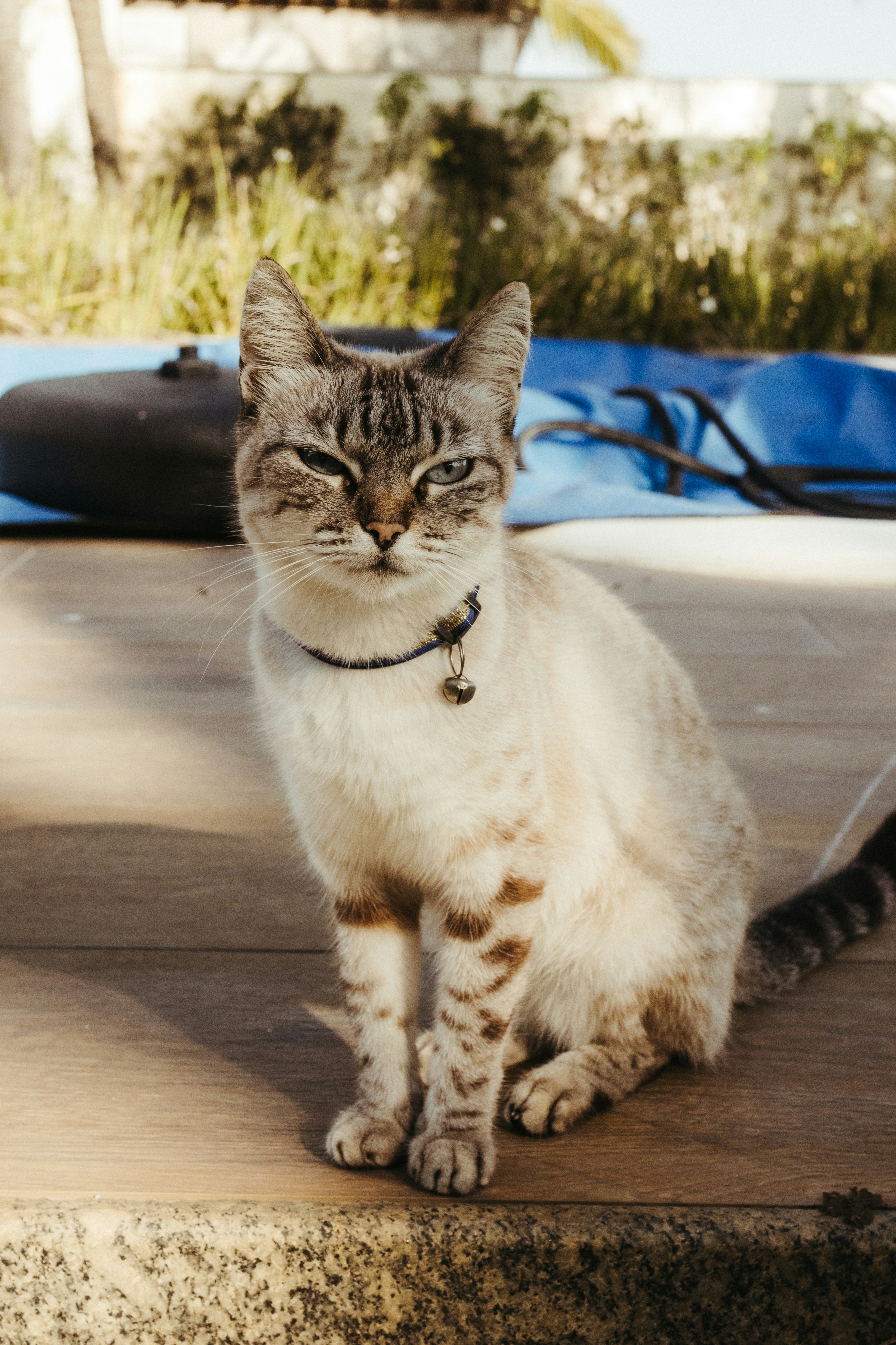 Un gato punta de lince con collar azul y campana sobre una terraza de madera