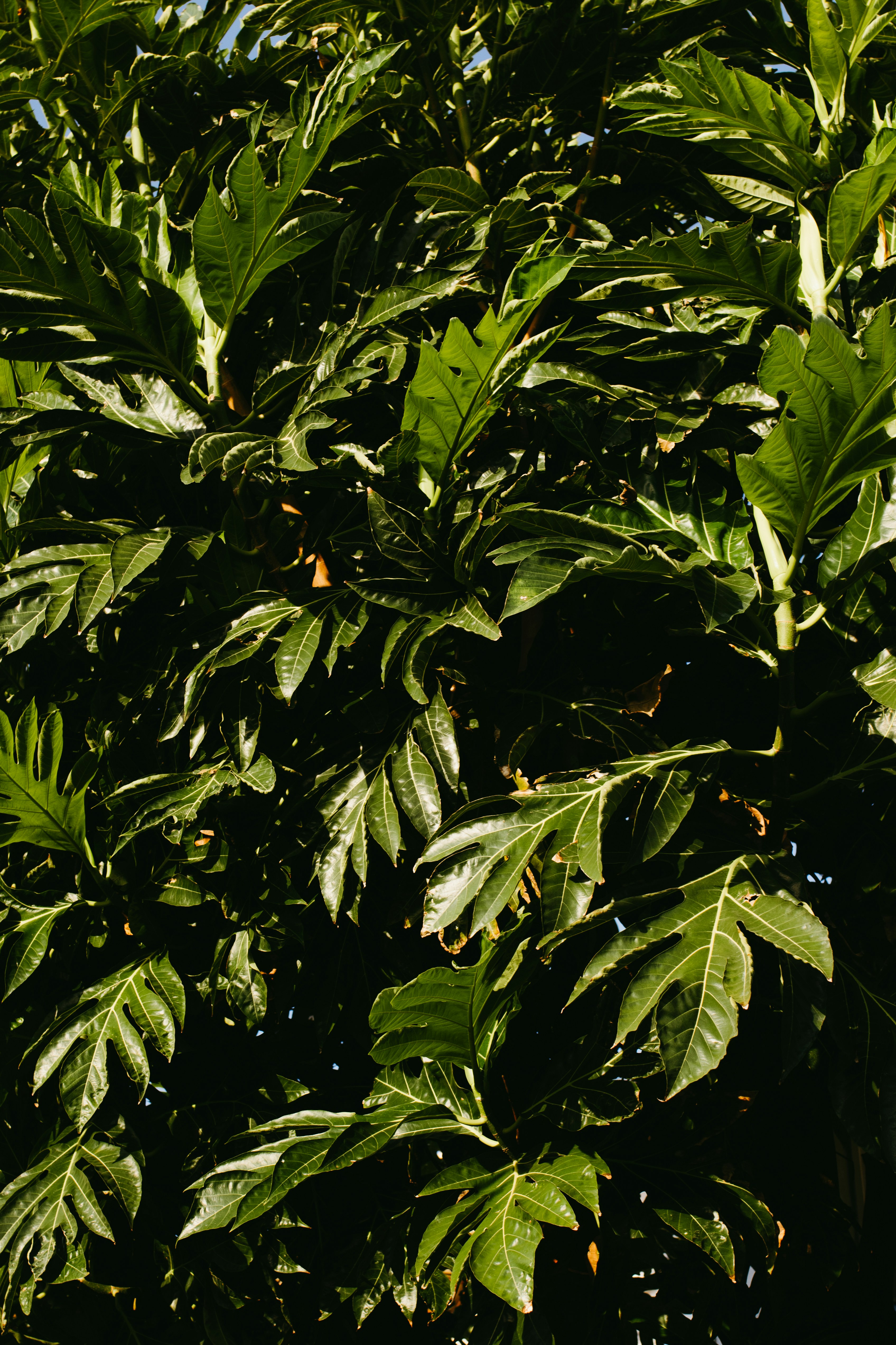 Hojas de fruto del pan verde intenso con bordes dentados bajo la luz del sol intenso
