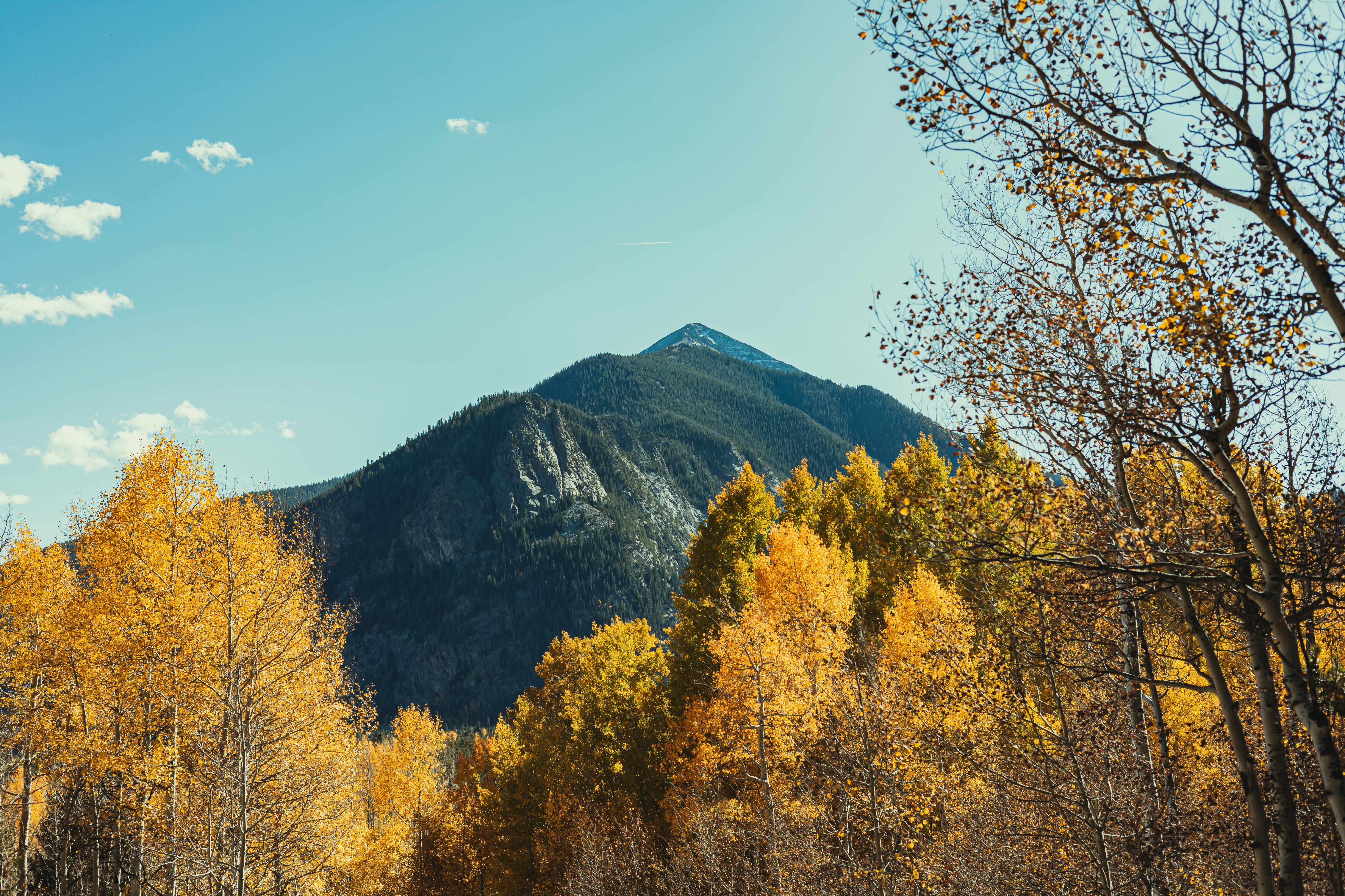 A mountain peak rising behind a forest of golden autumn aspen trees