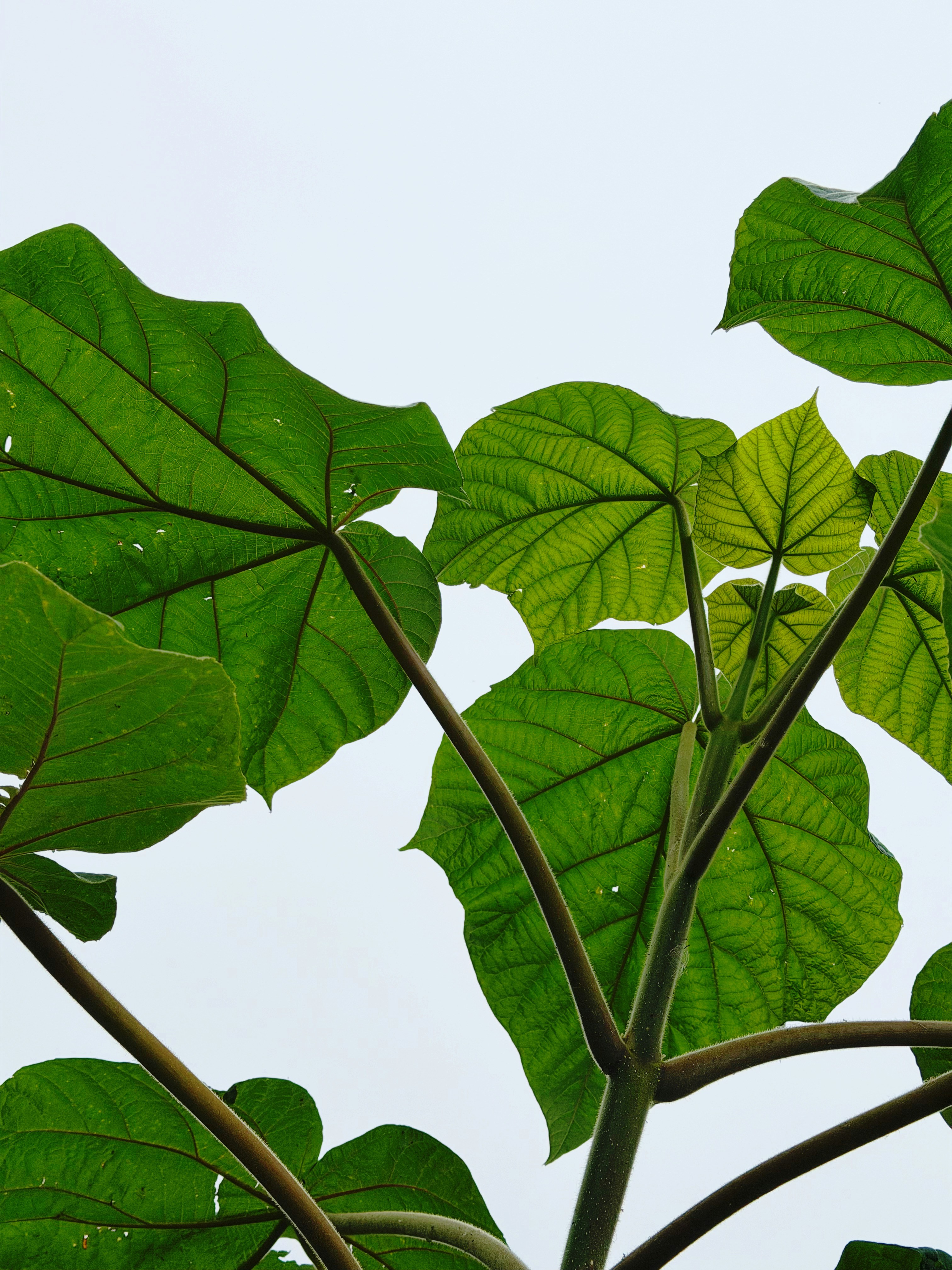 Large green heart-shaped leaves backlit by a bright sky