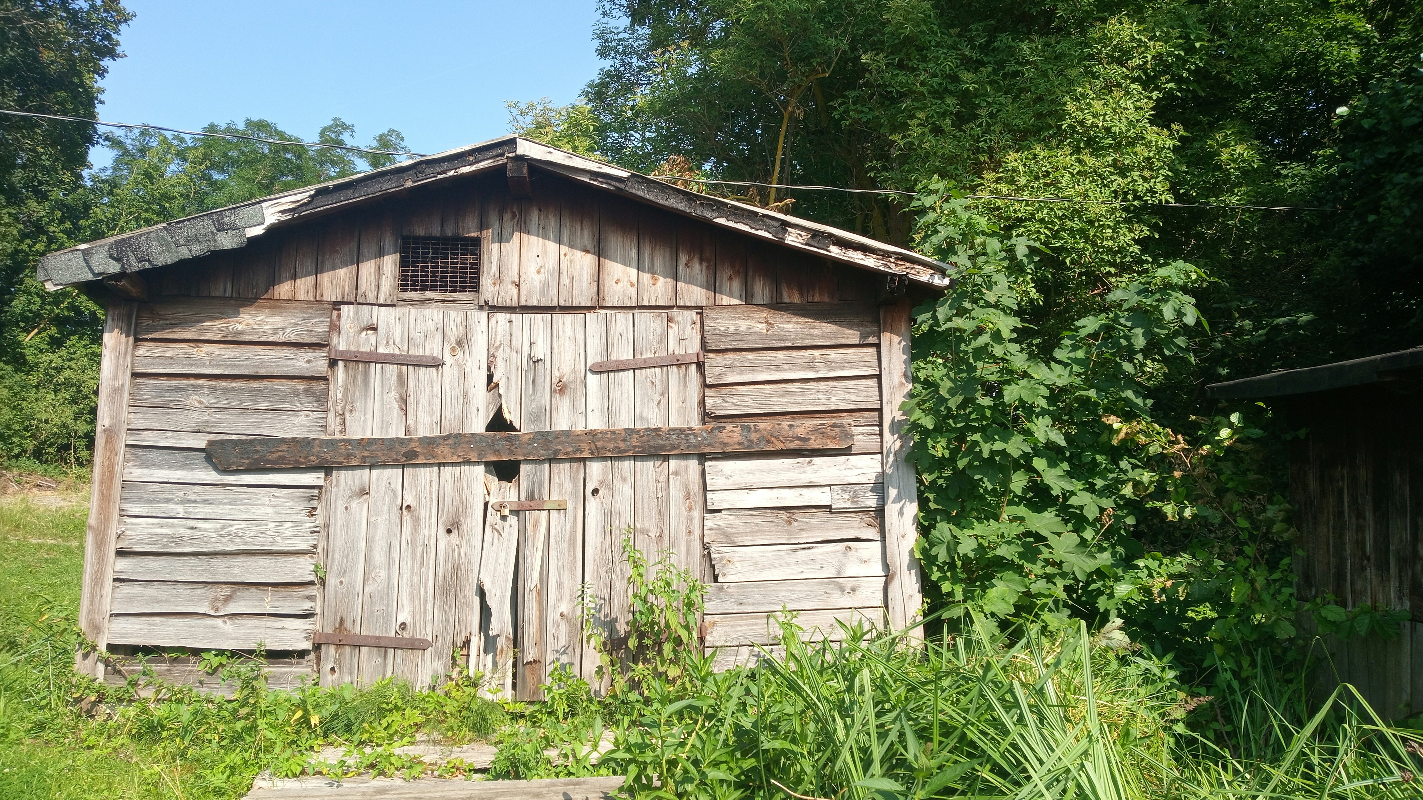 A weathered wooden shed with a damaged door surrounded by green trees and grass