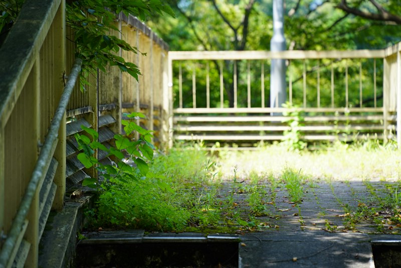 Cómo recuperar un jardín abandonado paso a paso
