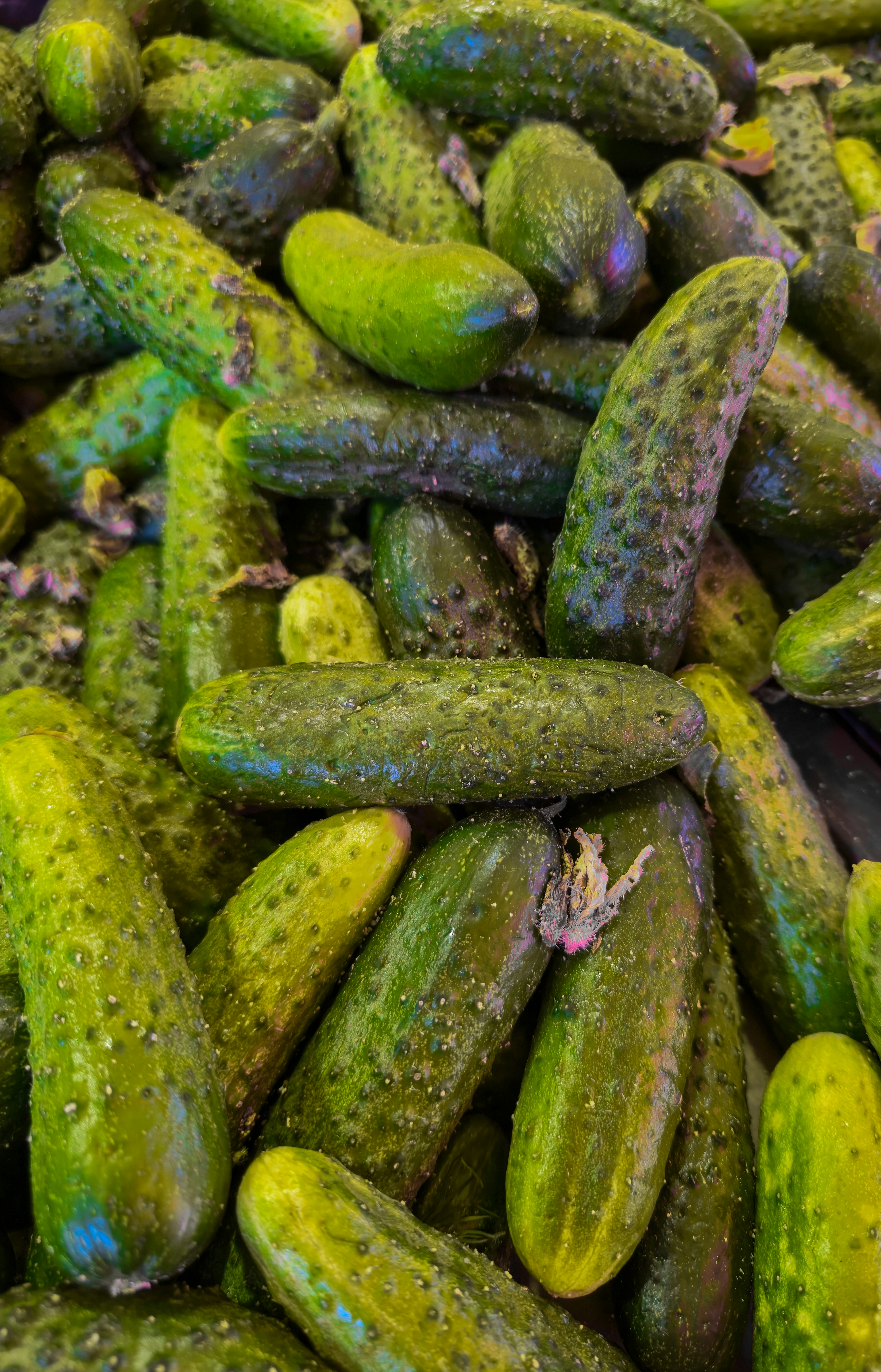 A pile of fresh green cucumbers with bumpy skin