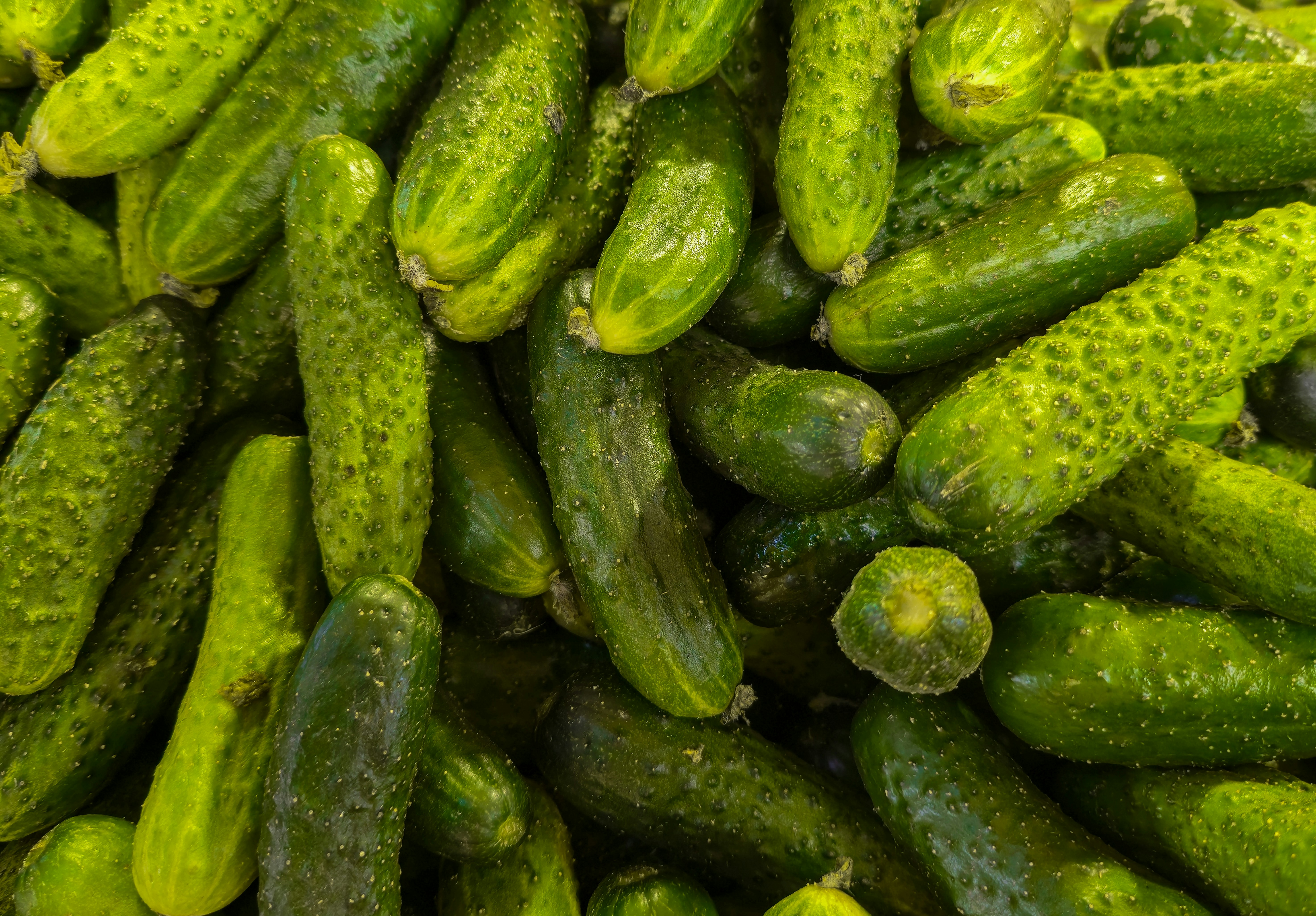 A large pile of fresh green bumpy cucumbers