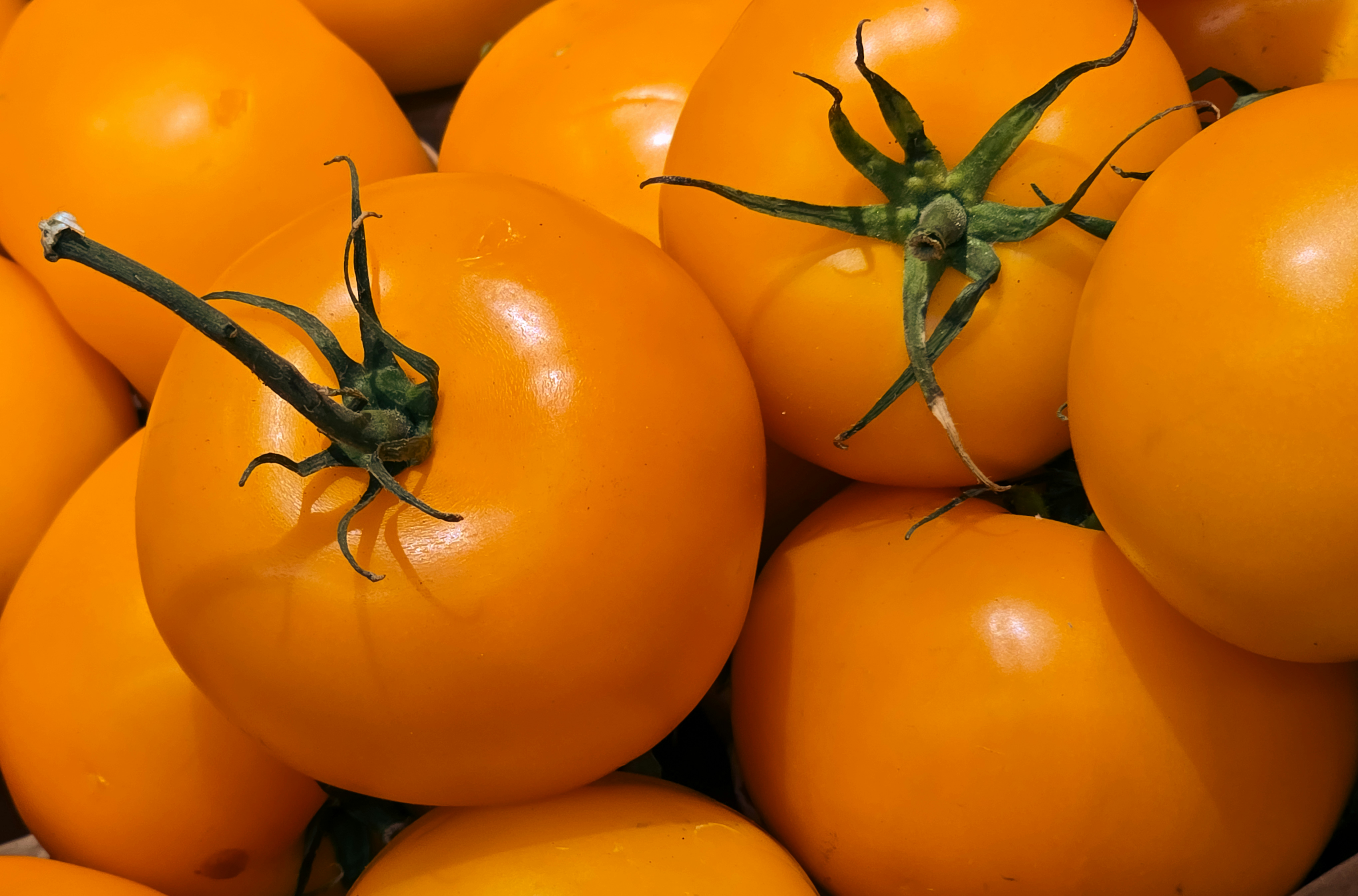 A cluster of bright yellow tomatoes with green stems
