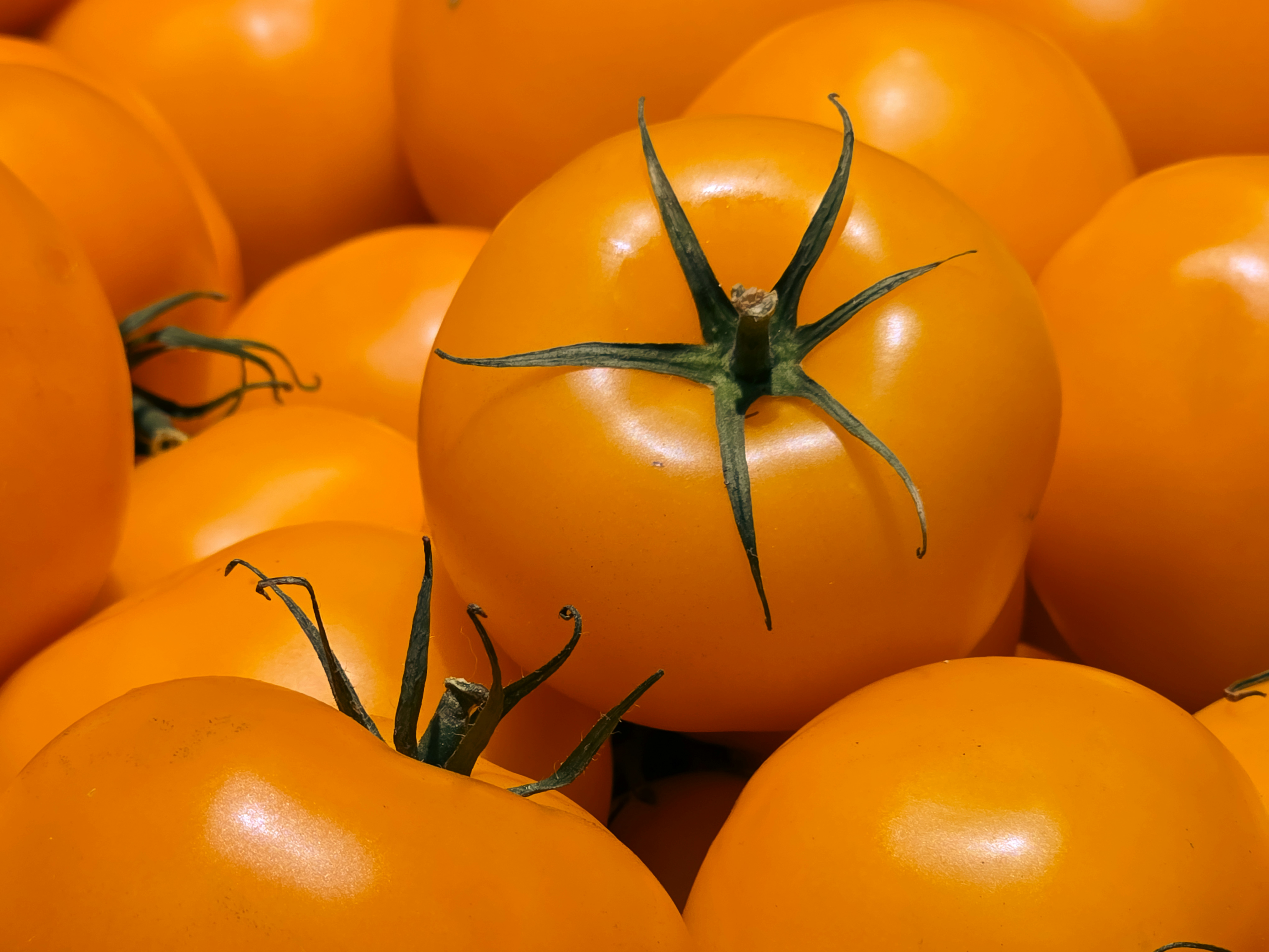 A cluster of ripe yellow tomatoes with green stems