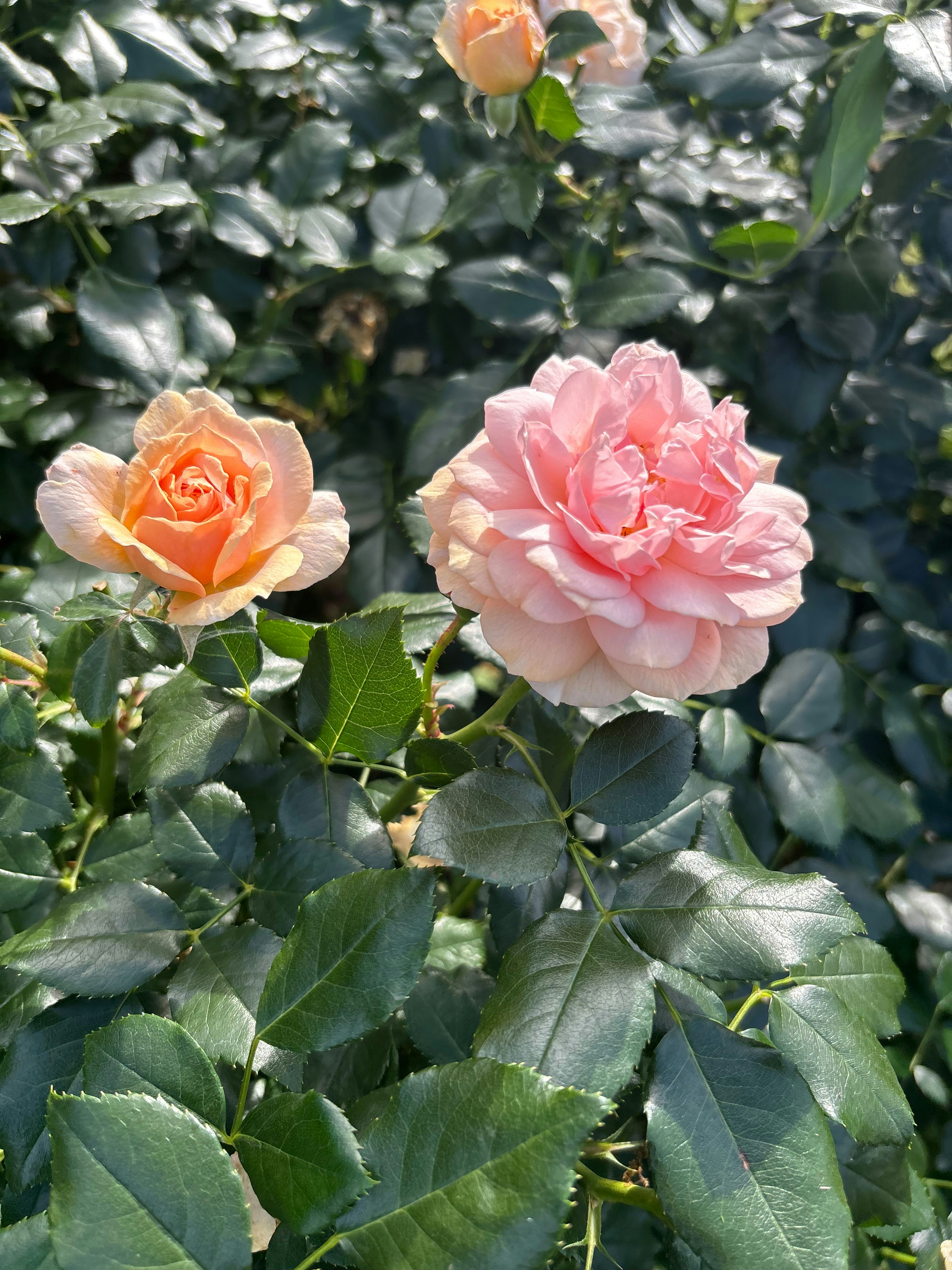 A peach rose and a pink rose blooming among dark green leaves