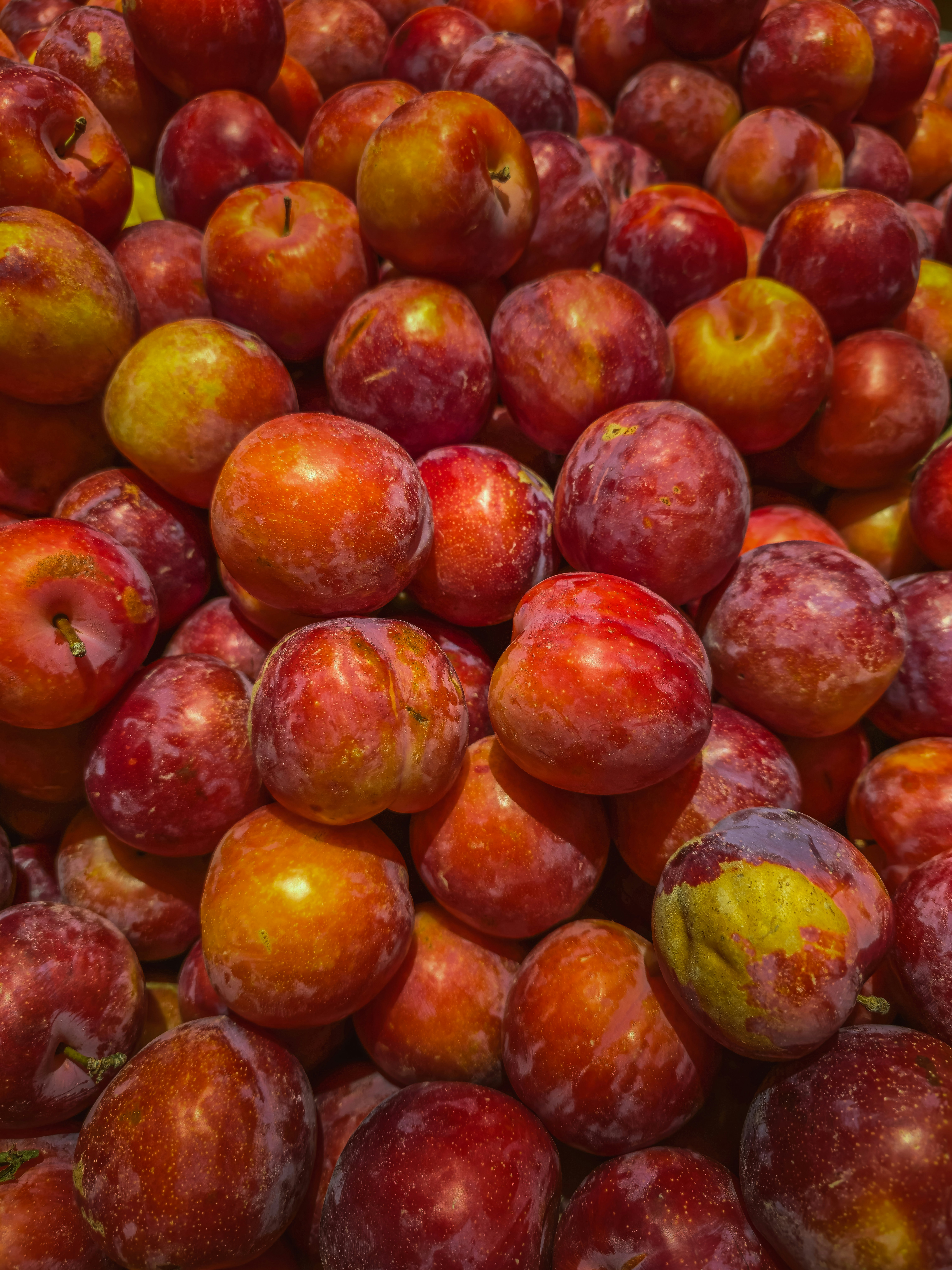 A large pile of fresh red and yellow plums packed closely together