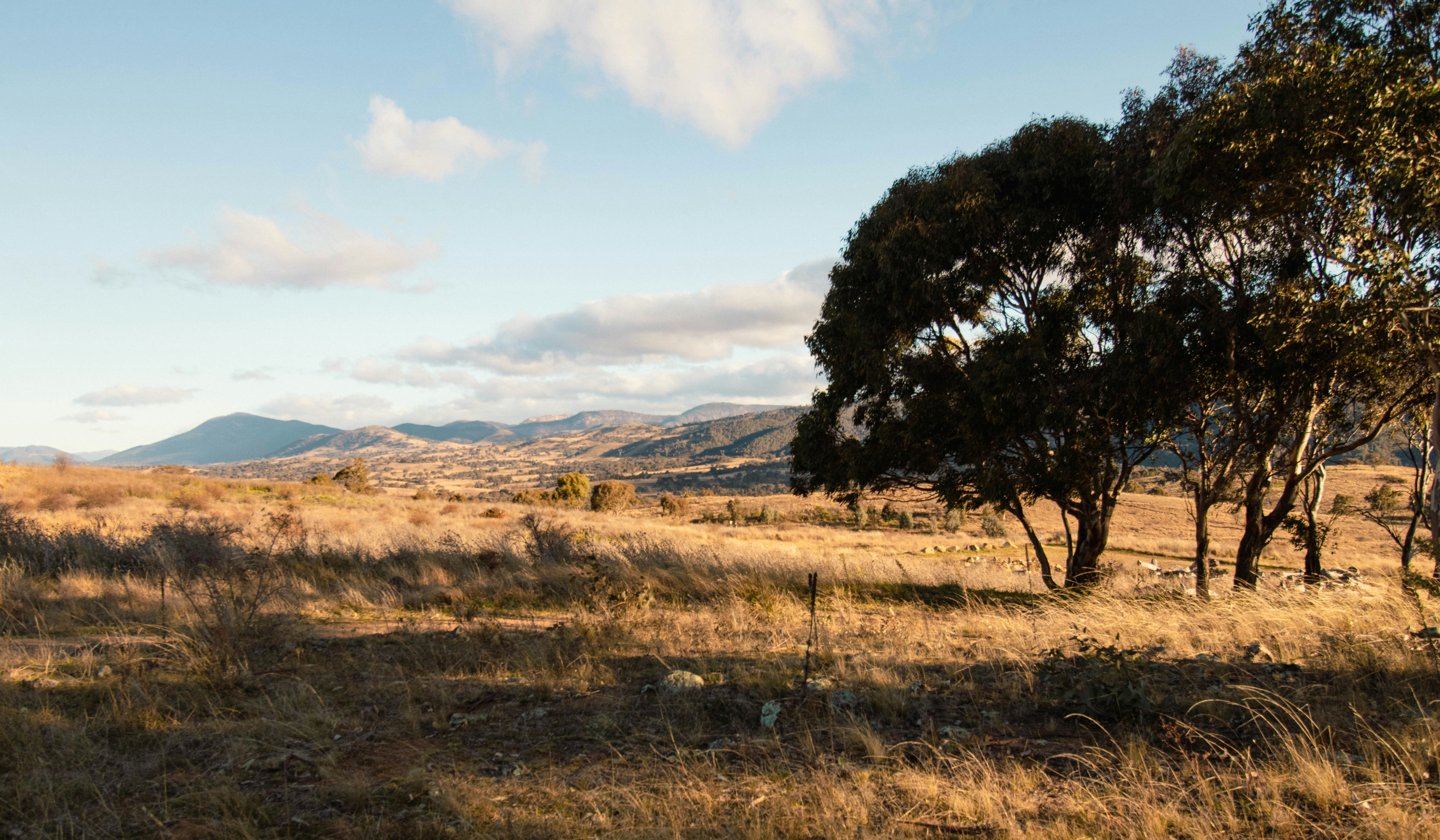Eucalyptus trees in a dry golden field