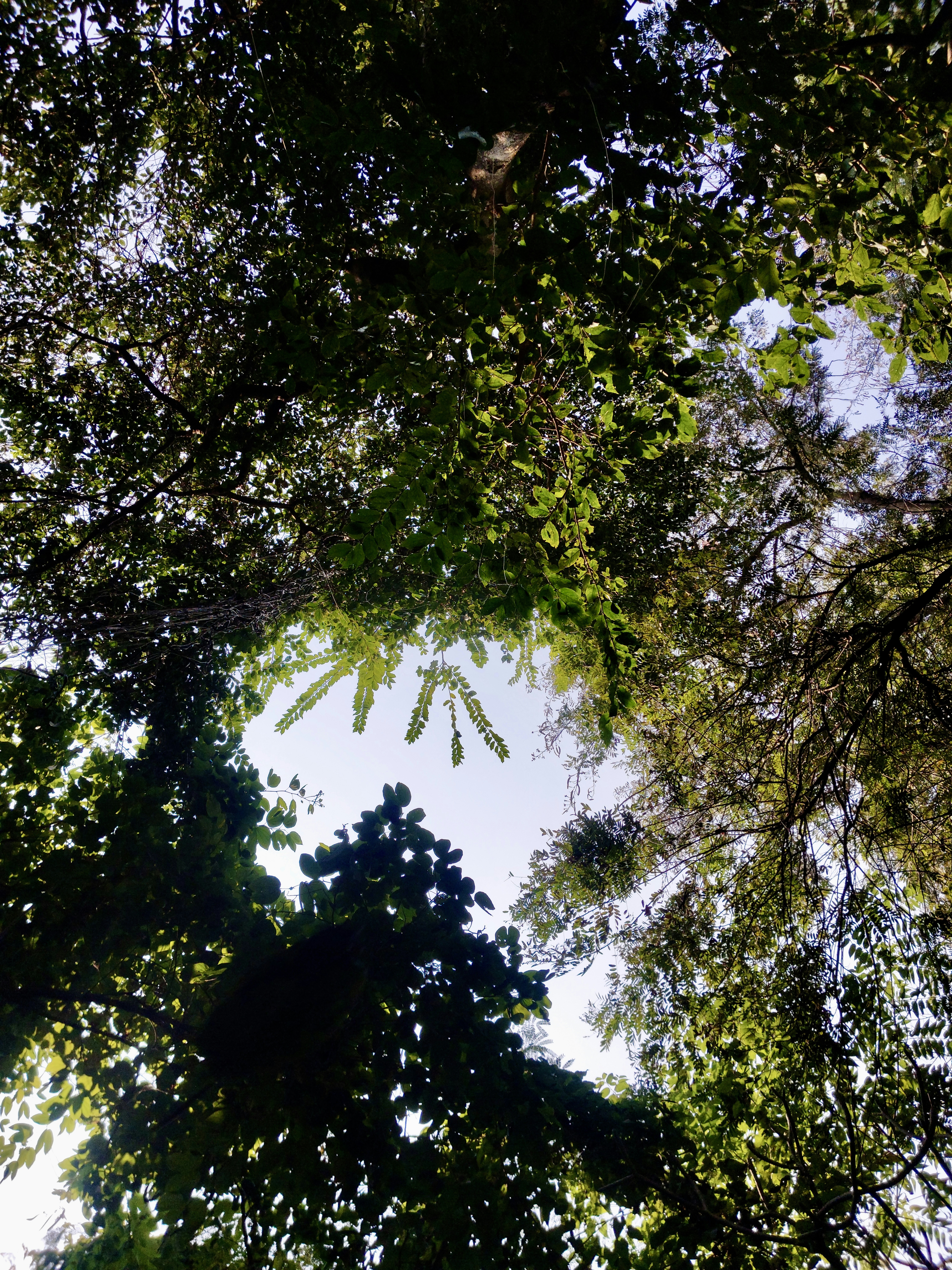 Pemandangan yang menghadap ke atas melalui kanopi lebat daun pohon hijau