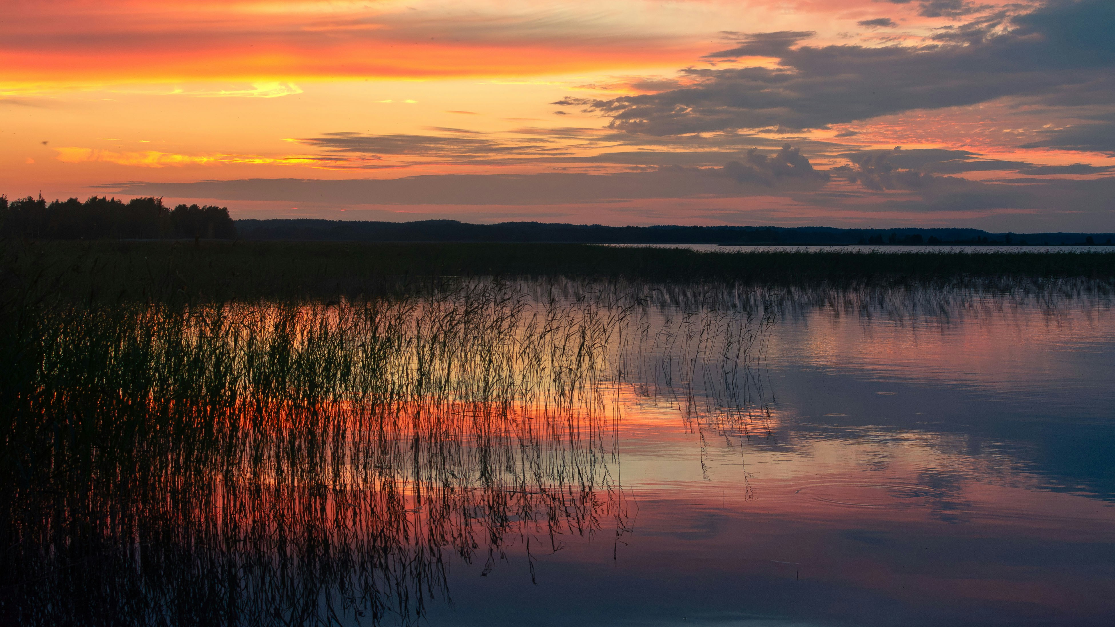 Reeds in calm water reflecting a warm orange and purple sky