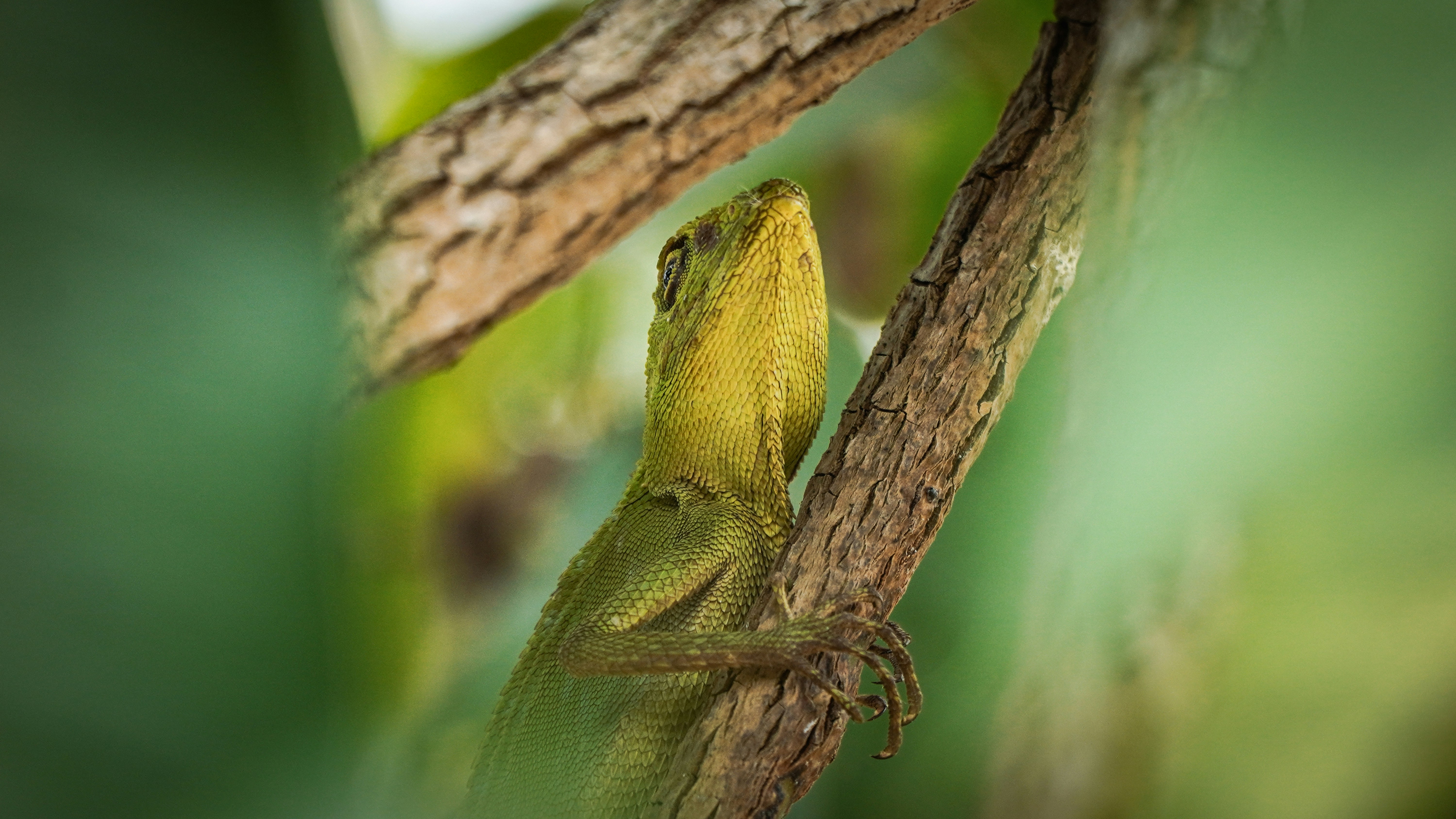A green lizard clinging to a textured tree branch in a forest