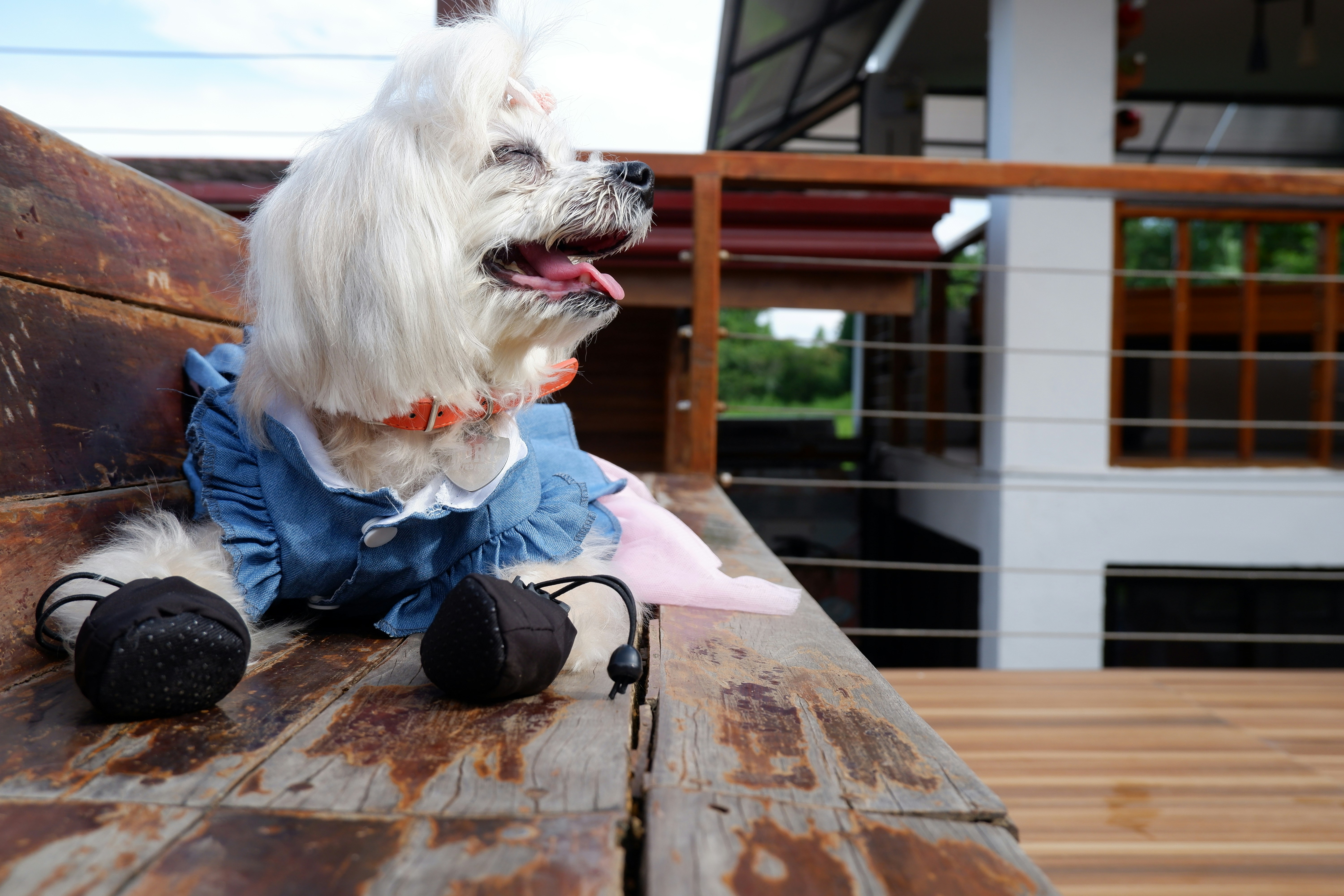 A small white dog wearing a denim dress and black booties on a wooden bench