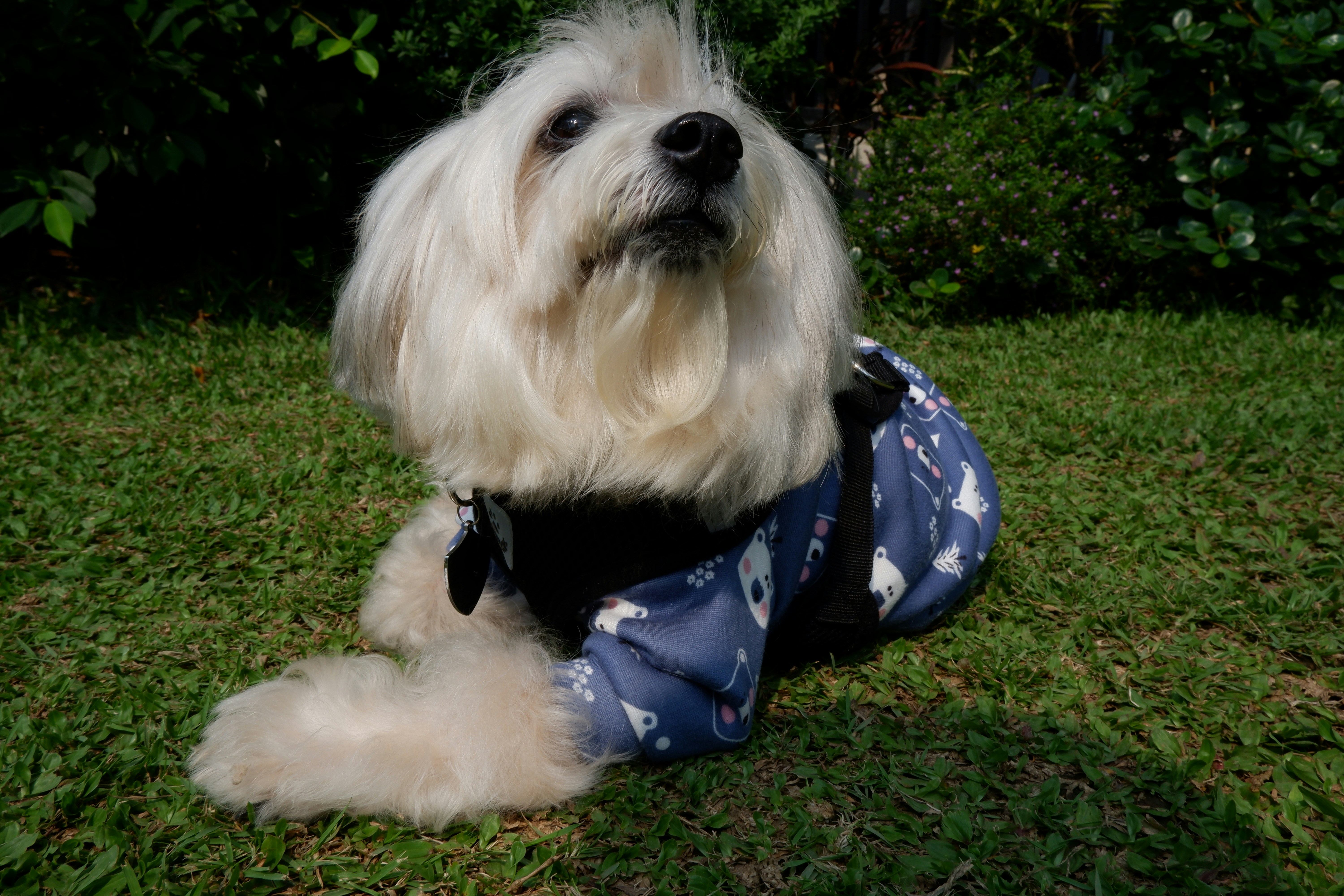 A fluffy white dog wearing a blue patterned sweater lying on green grass