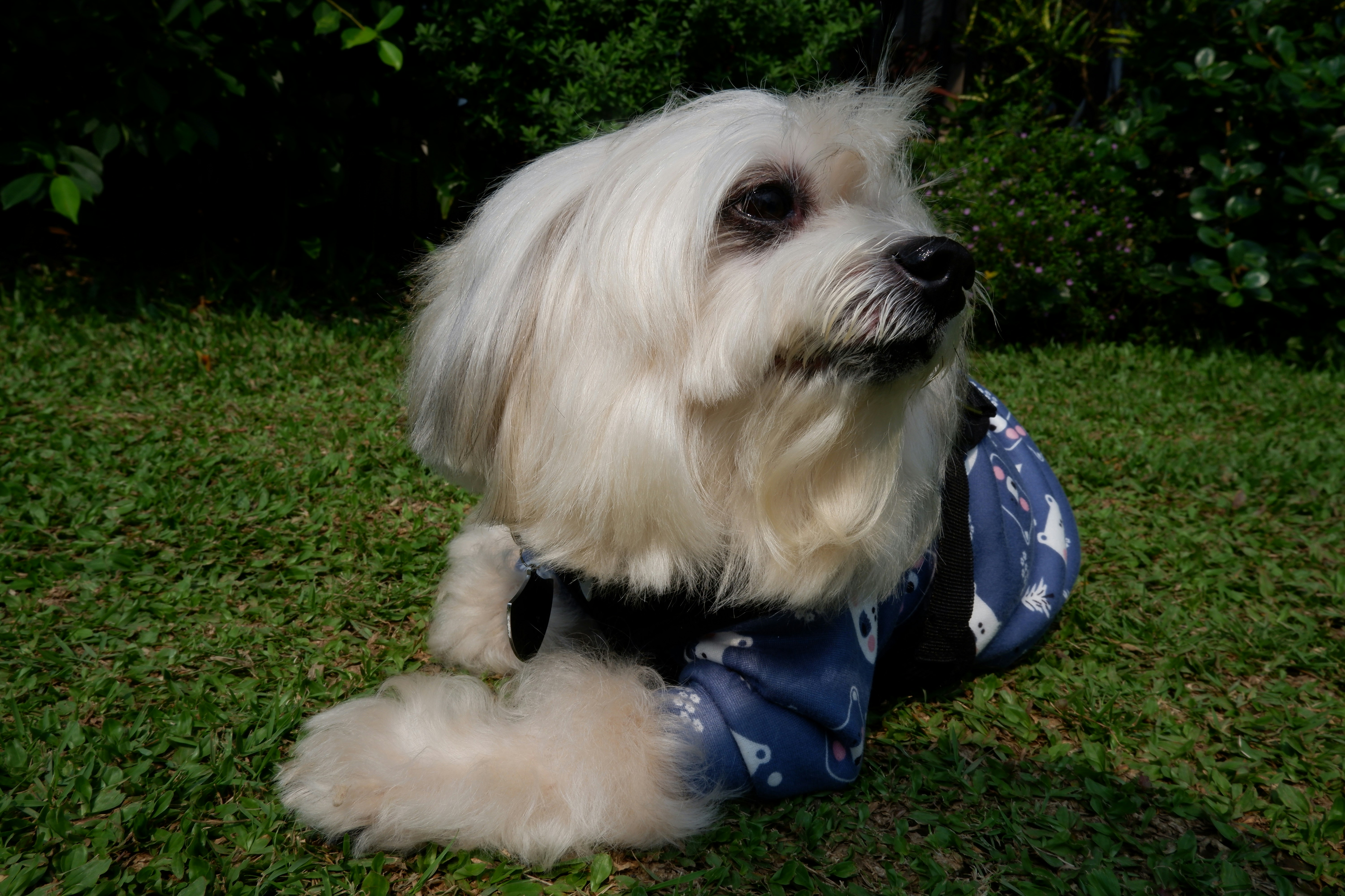 A small white dog wearing a blue patterned sweater lying on green grass