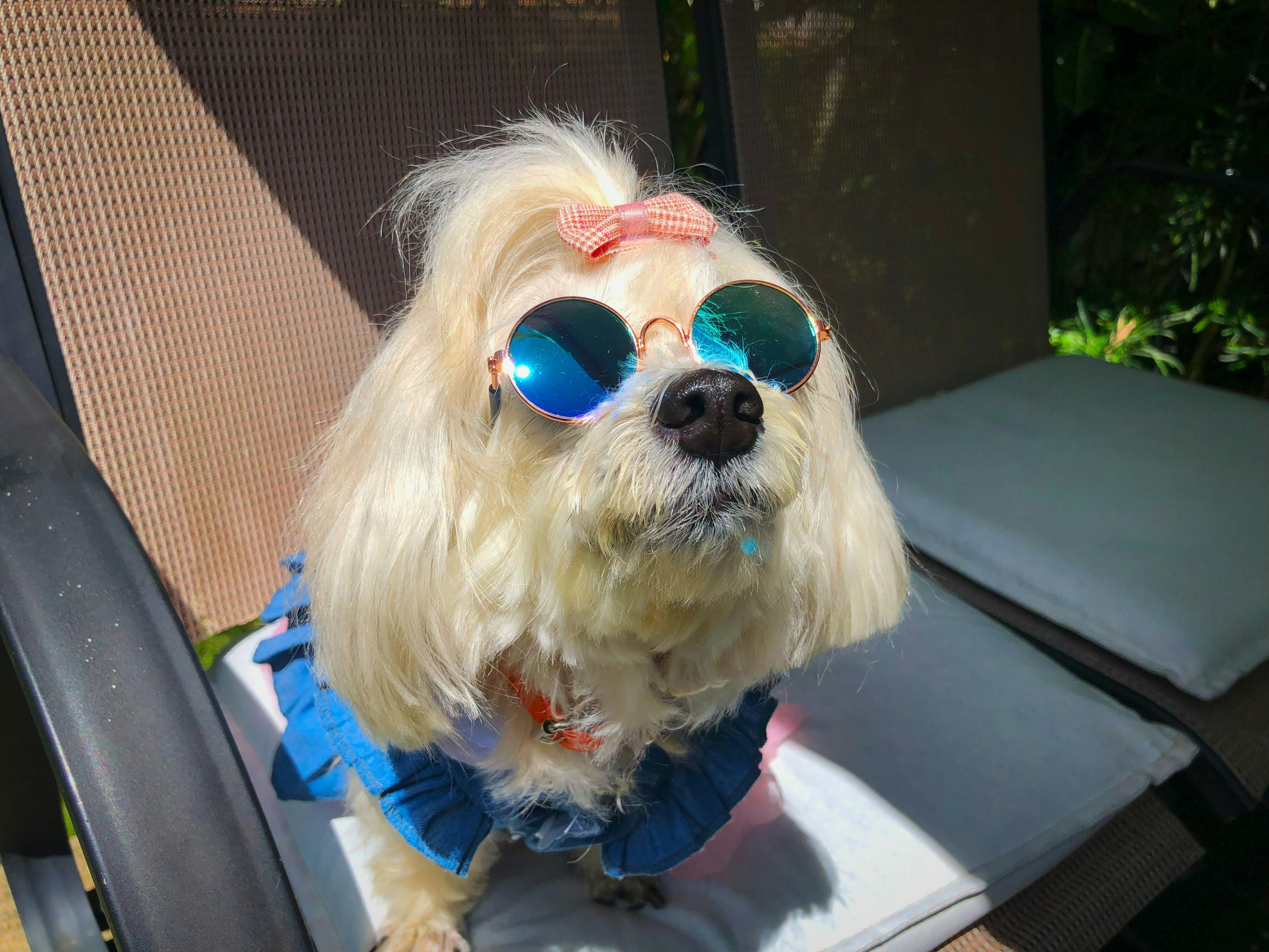 A small cream dog wearing blue round sunglasses and a blue ruffled collar