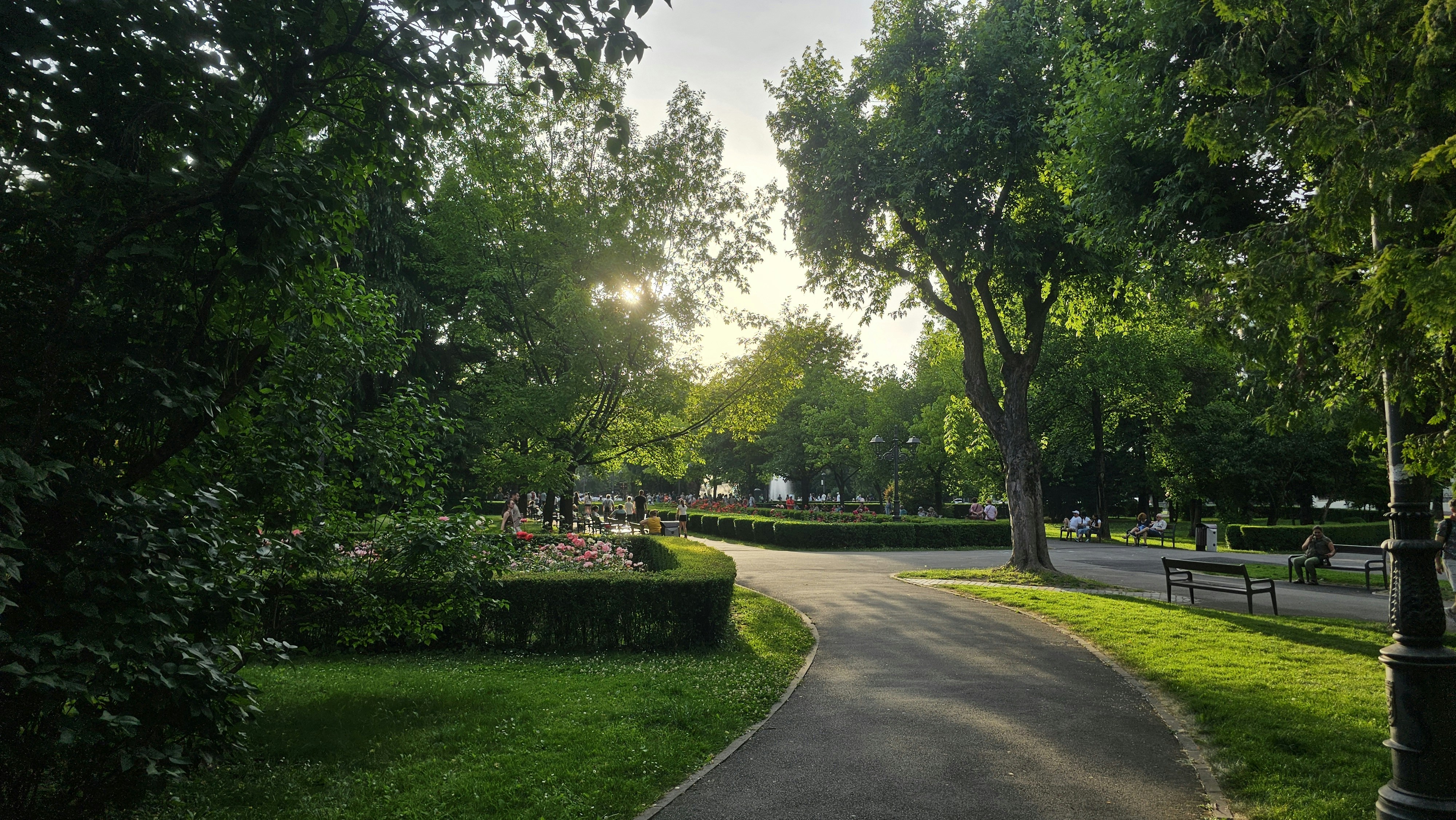 Paved path winding through a lush park