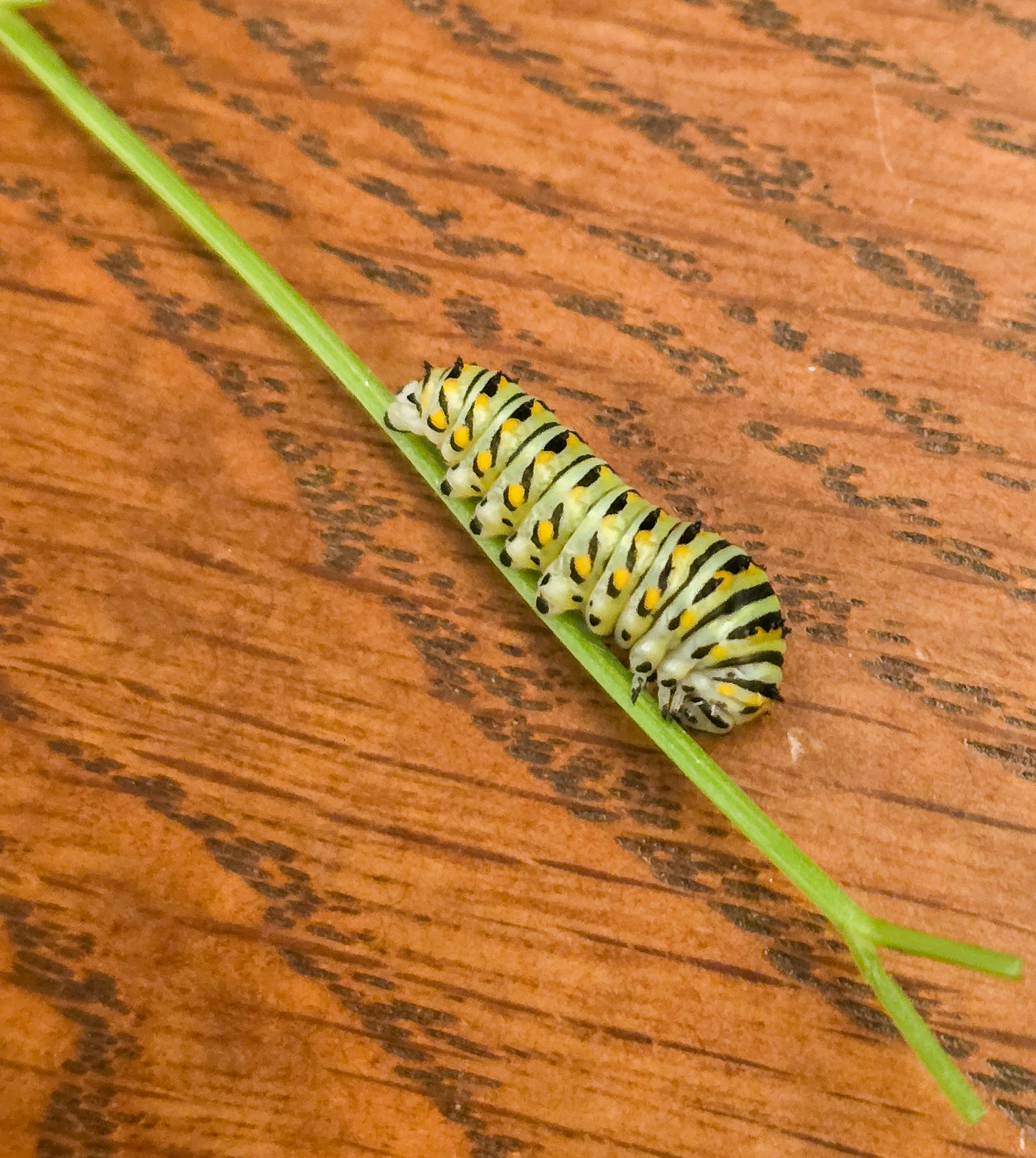 A black, white, and yellow striped caterpillar on a thin green stem