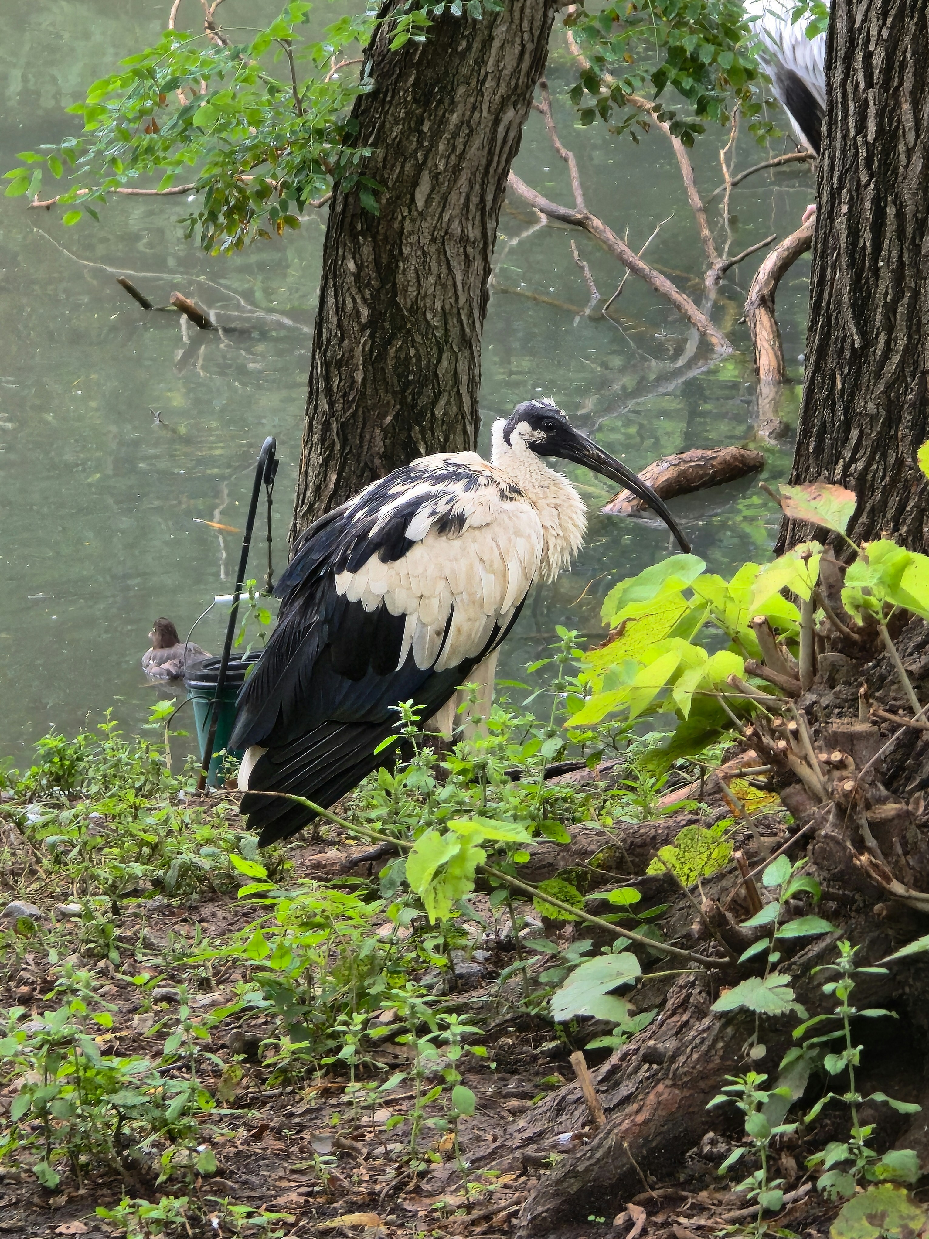 An African sacred ibis with black and white plumage near a tree by water