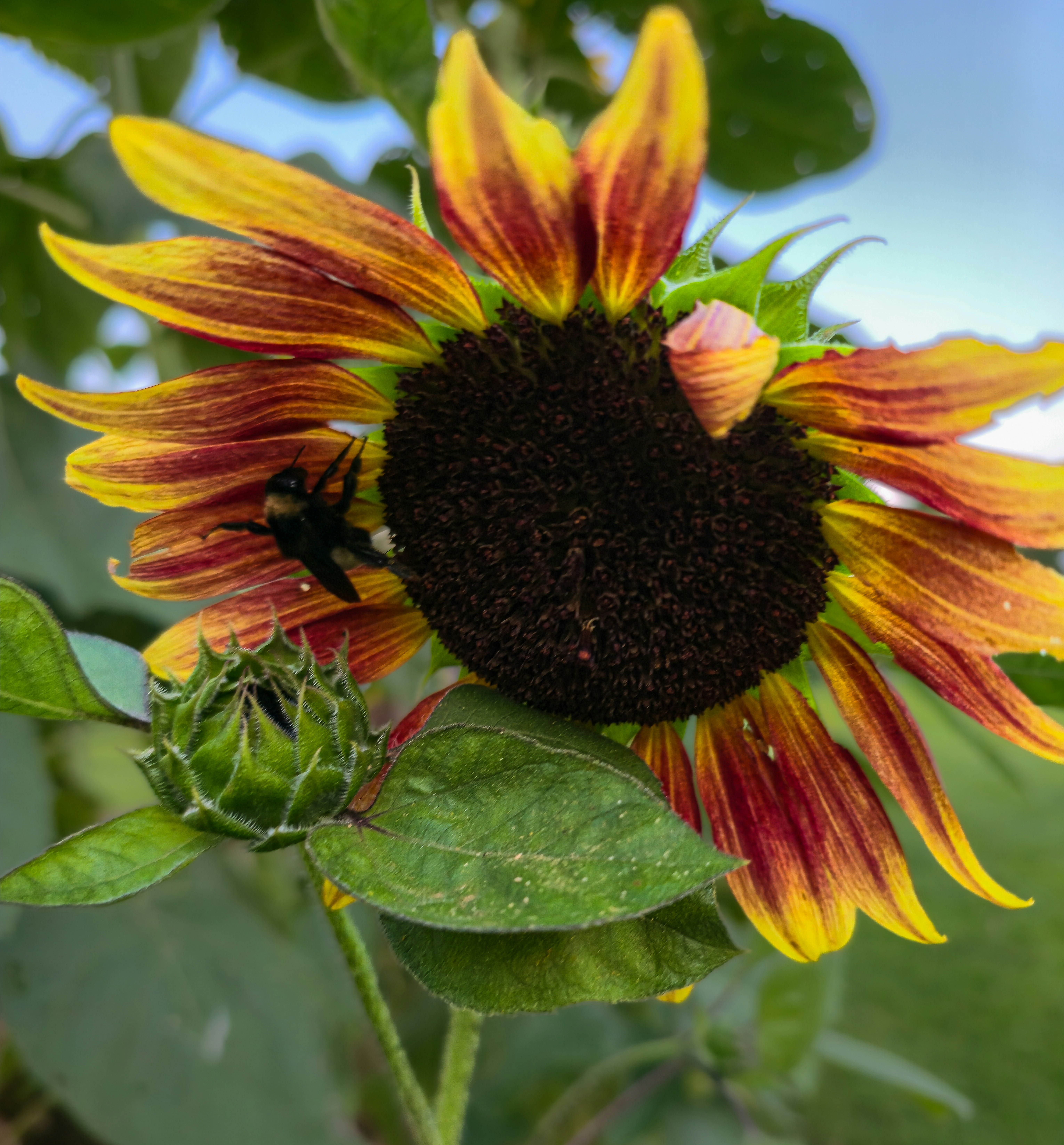 A bumblebee on a red and yellow sunflower with a green bud