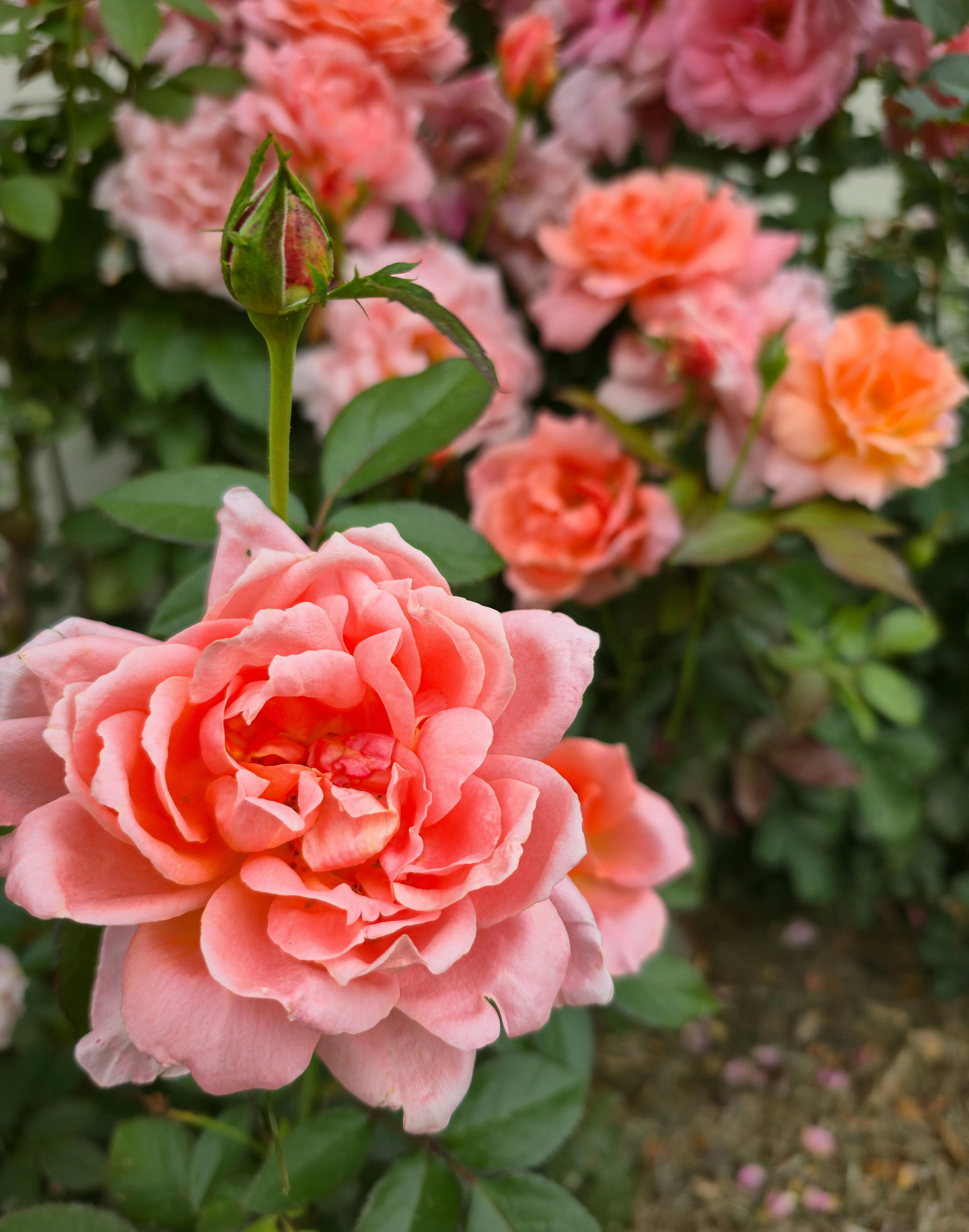 A blooming coral rose with a green bud in a lush garden