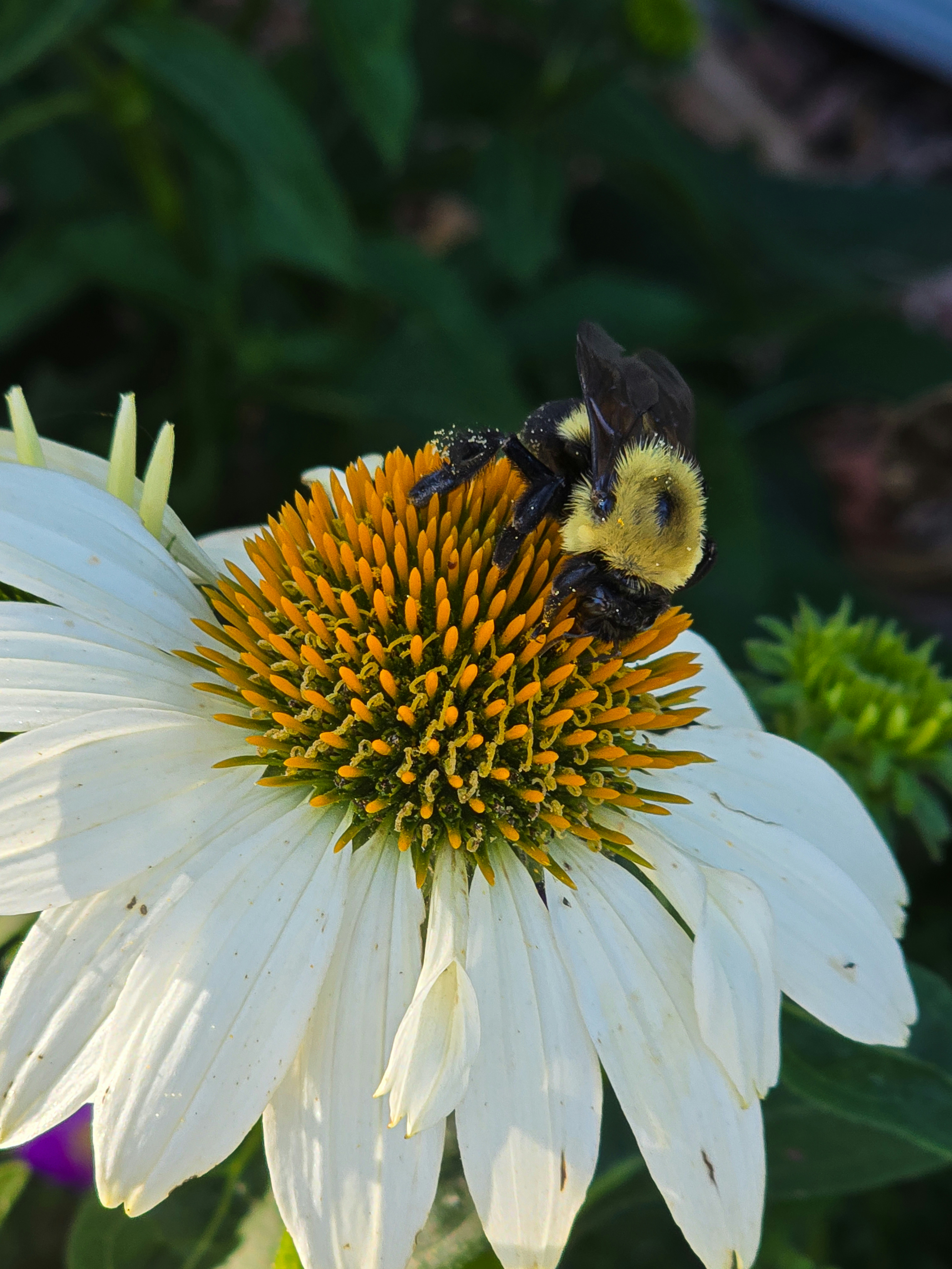A fuzzy bumblebee collecting pollen on a white coneflower with an orange center