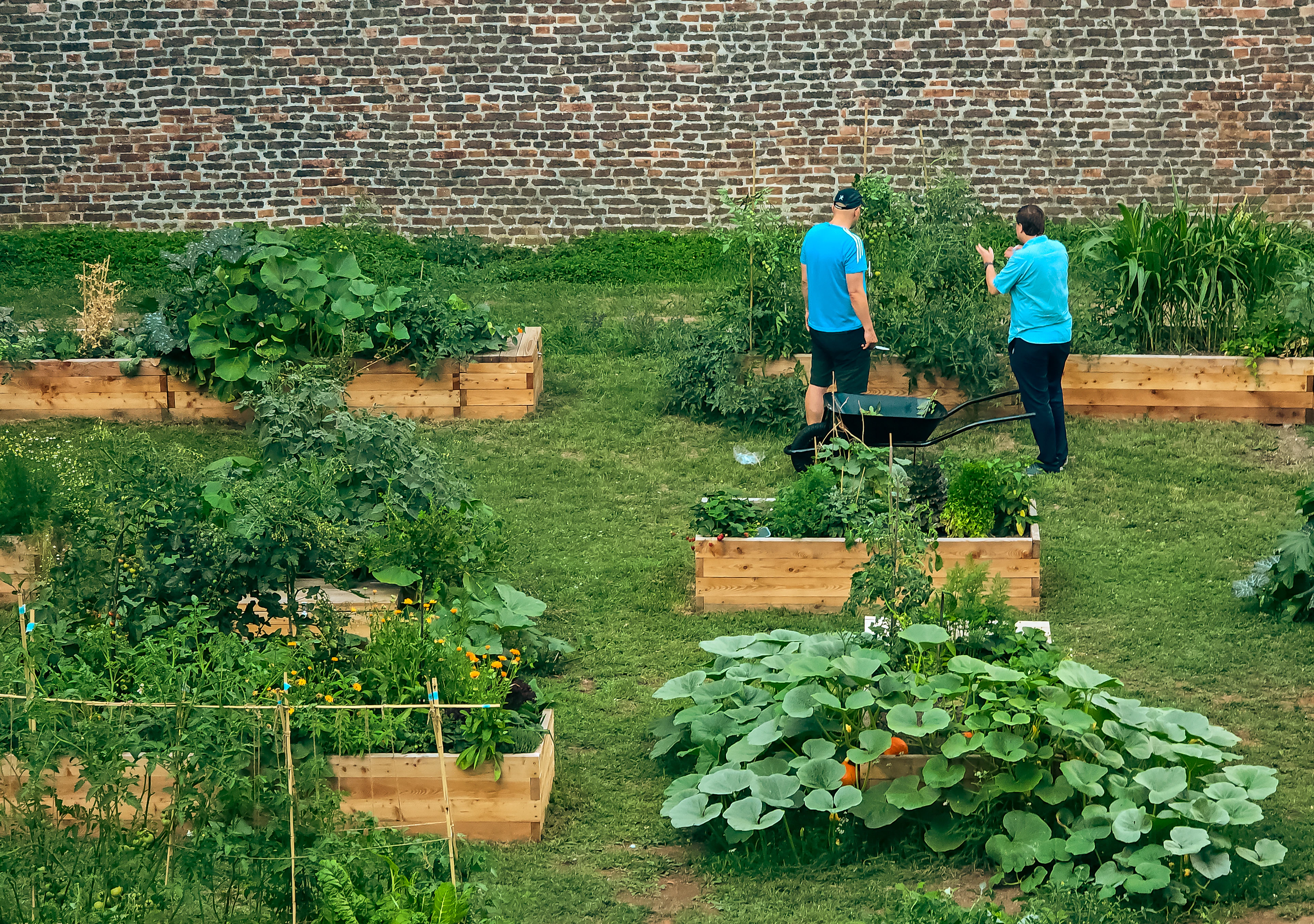Two people tending wooden garden beds