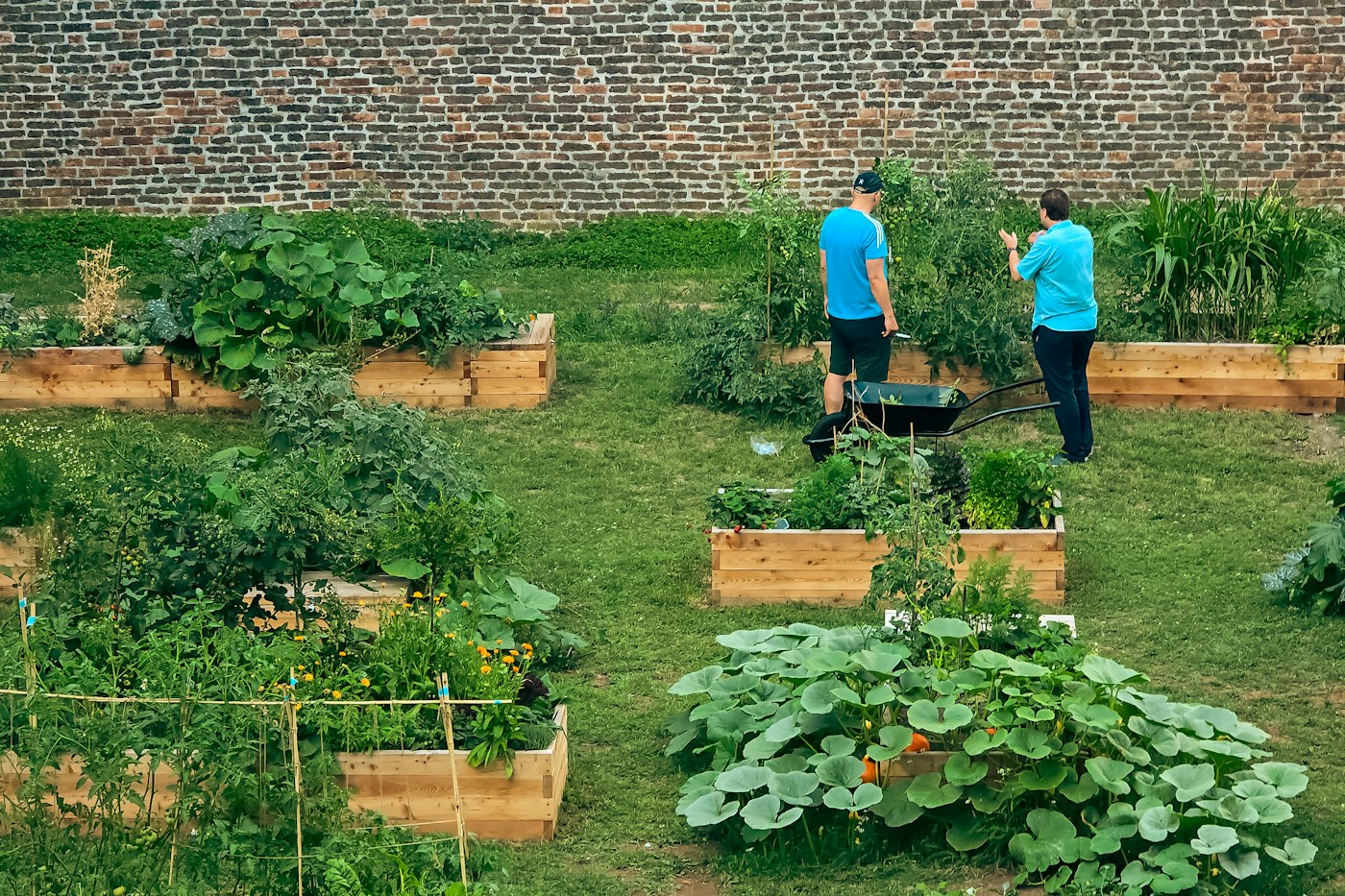 Two gardeners working between wooden raised beds