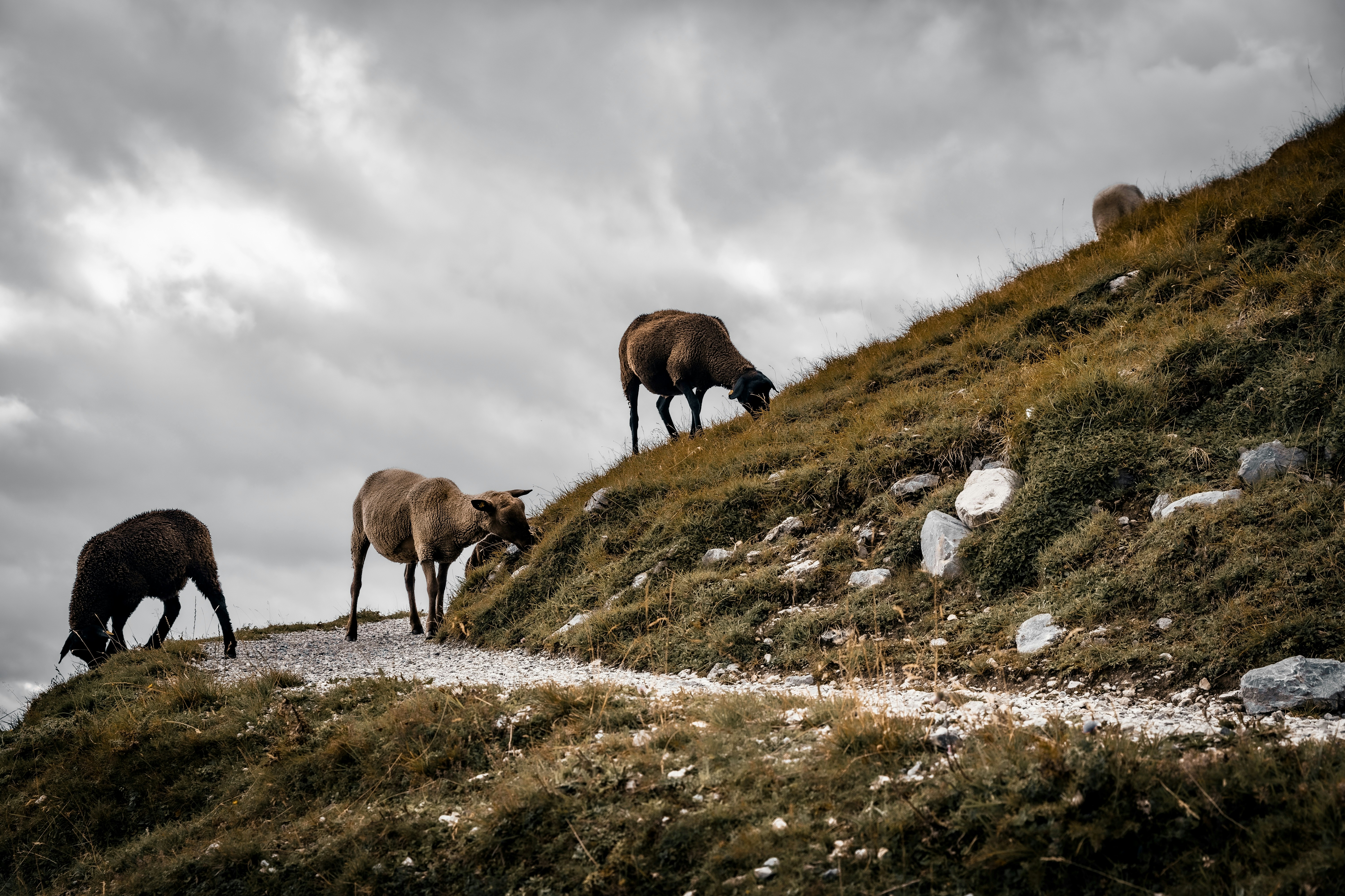 Three sheep grazing on a grassy mountain slope along a gravel path