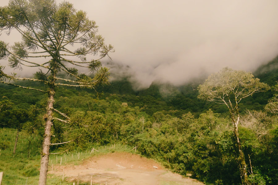 Reserva Serra das Araucárias
