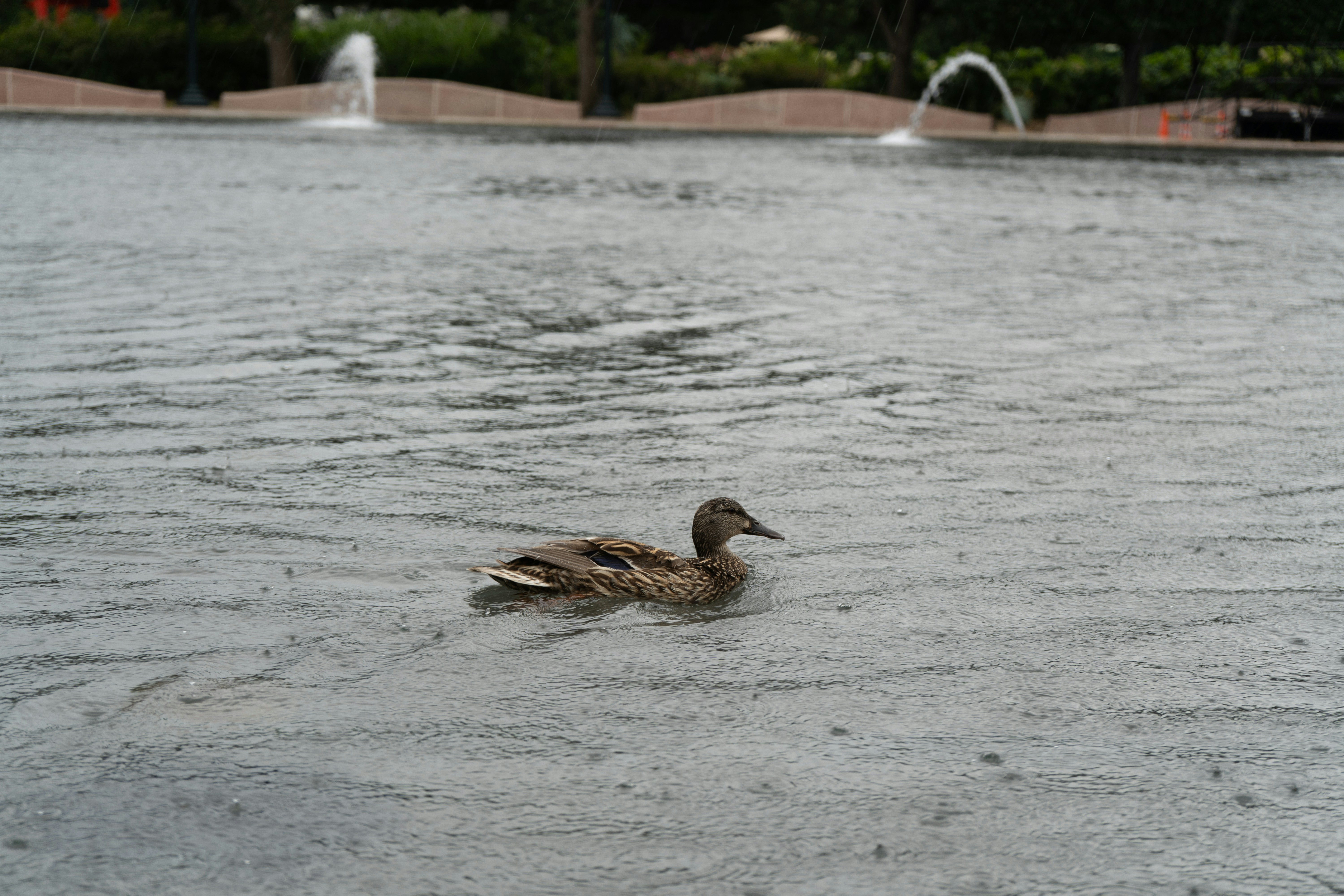 Eine braune Ente, die in einem Teich mit Brunnen im Regen schwimmt.