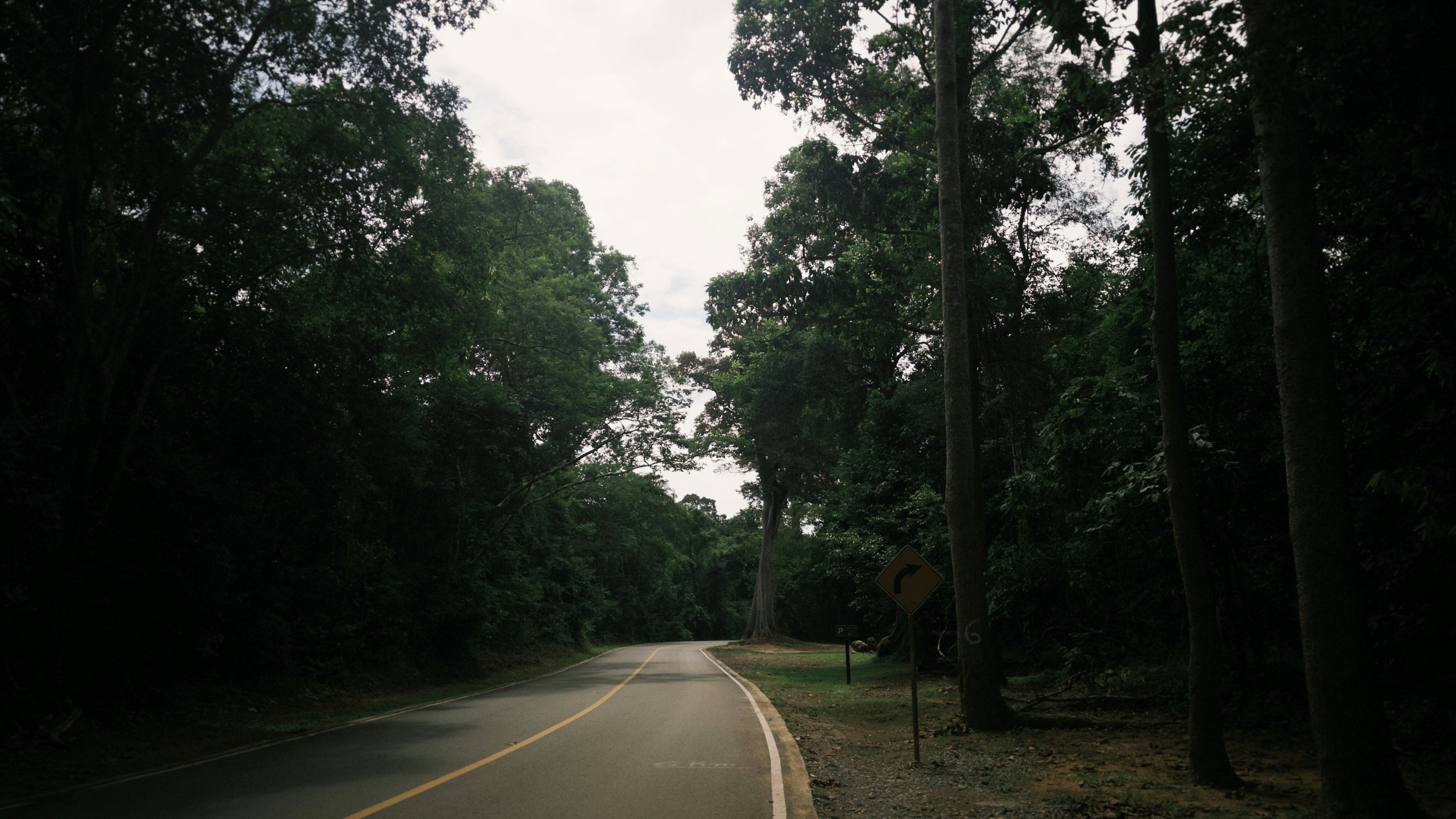 A paved road winding through a dense forest with a yellow curve sign