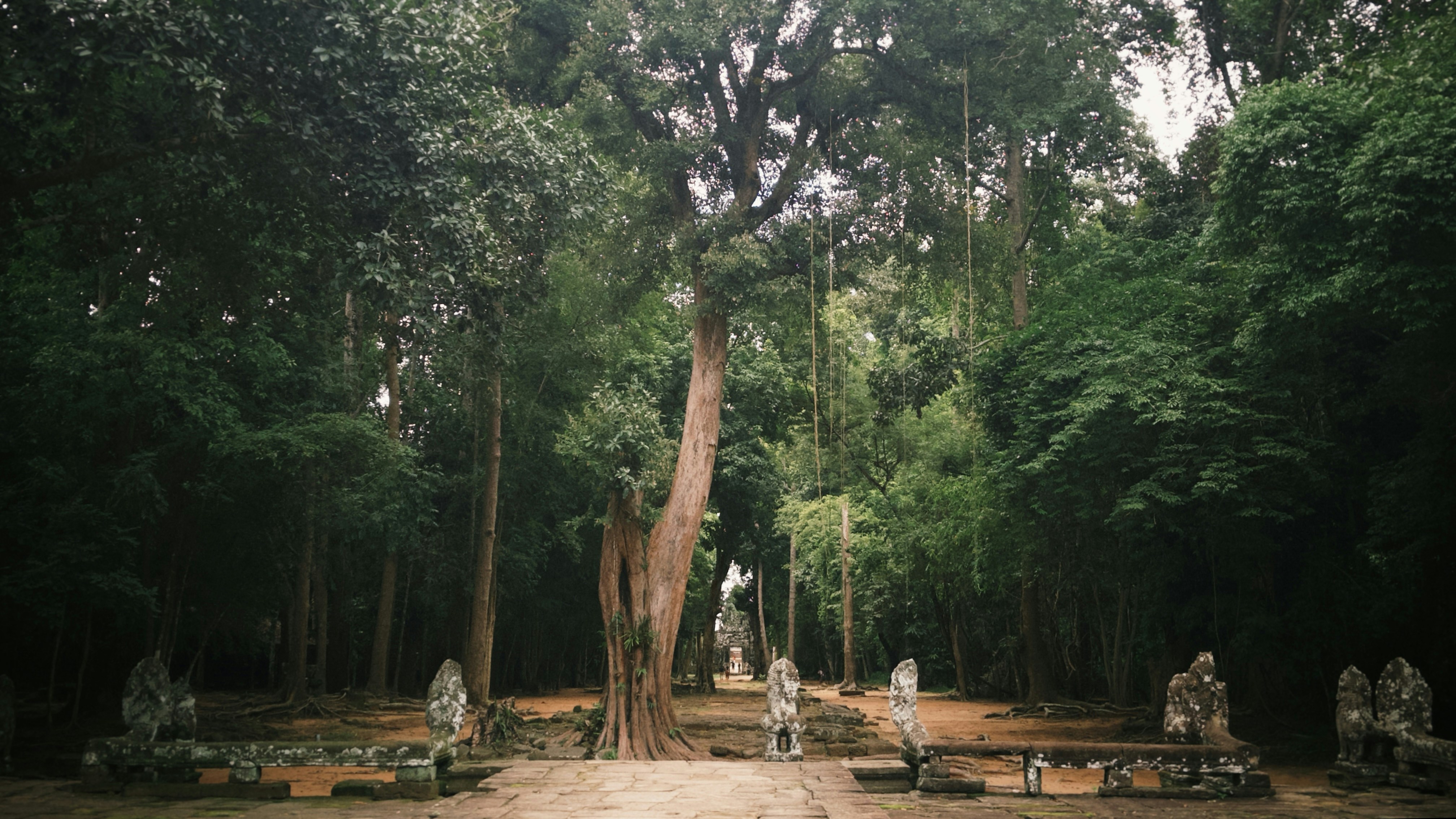 A tall tree in a dense forest with stone statues along a path